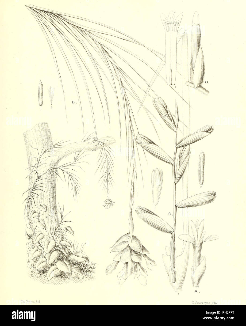 . Bromeliaceae andreanae : description et histoire des broméliacées récoltées dans la Colombie, l'Ecuador et le Venezuela. Bromeliaceae; Botany. BROMELIACEE . ANDRE AlA- PL XIII. A.SODIROA CAR I Cl FO Ll A , Ed. André B.SODIROA G R A M 1 N I F O L I A , E. A C.SODIROA DISSITIFLORA , E. A _ D.SODIROA SPRUCEI , E A.. Please note that these images are extracted from scanned page images that may have been digitally enhanced for readability - coloration and appearance of these illustrations may not perfectly resemble the original work.. André, Edouard François, 1840-1911. Paris : Librairie Agricol Stock Photo