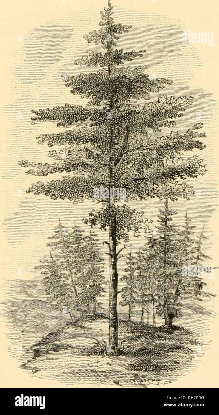 . Brook trout fishing; an account of a trip of the Oquossoc Angling Association to northern Maine in June, 1869. Trout fishing -- Maine. THE MONARCH OF MAINE.. Please note that these images are extracted from scanned page images that may have been digitally enhanced for readability - coloration and appearance of these illustrations may not perfectly resemble the original work.. Allerton, Reuben G; Oquossoc Angling Association. New York Stock Photo