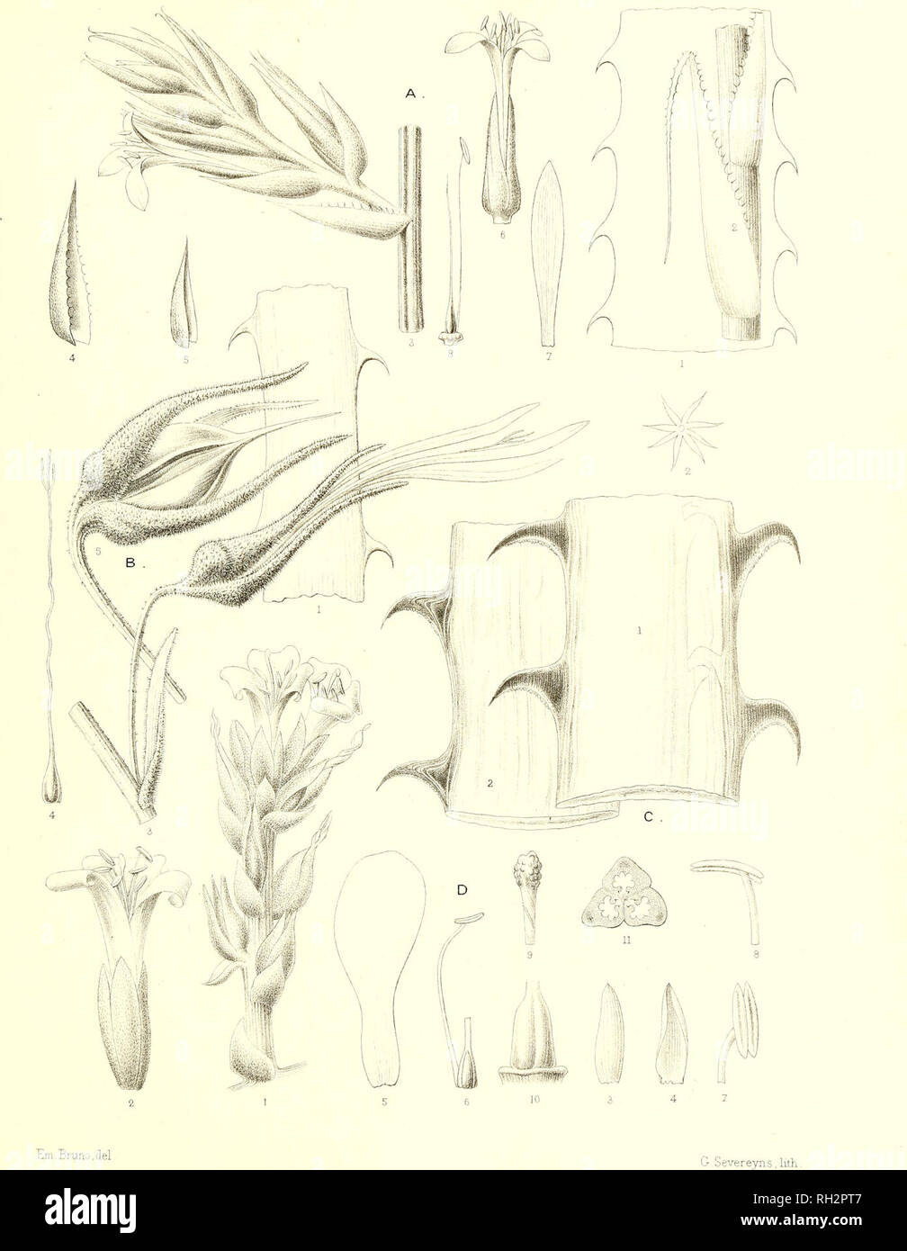 . Bromeliaceae andreanae : description et histoire des broméliacées récoltées dans la Colombie, l'Ecuador et le Venezuela. Bromeliaceae; Botany. BROMELIACEE ANDREALLE PL XI. A.PUYA B . QUETAM EEN SIS , Ed André ECHINOTRICHA, E.A. CPU Y A D. Gl G A S , Ed. André THOMASIANA, E.A. Please note that these images are extracted from scanned page images that may have been digitally enhanced for readability - coloration and appearance of these illustrations may not perfectly resemble the original work.. André, Edouard François, 1840-1911. Paris : Librairie Agricole Stock Photo