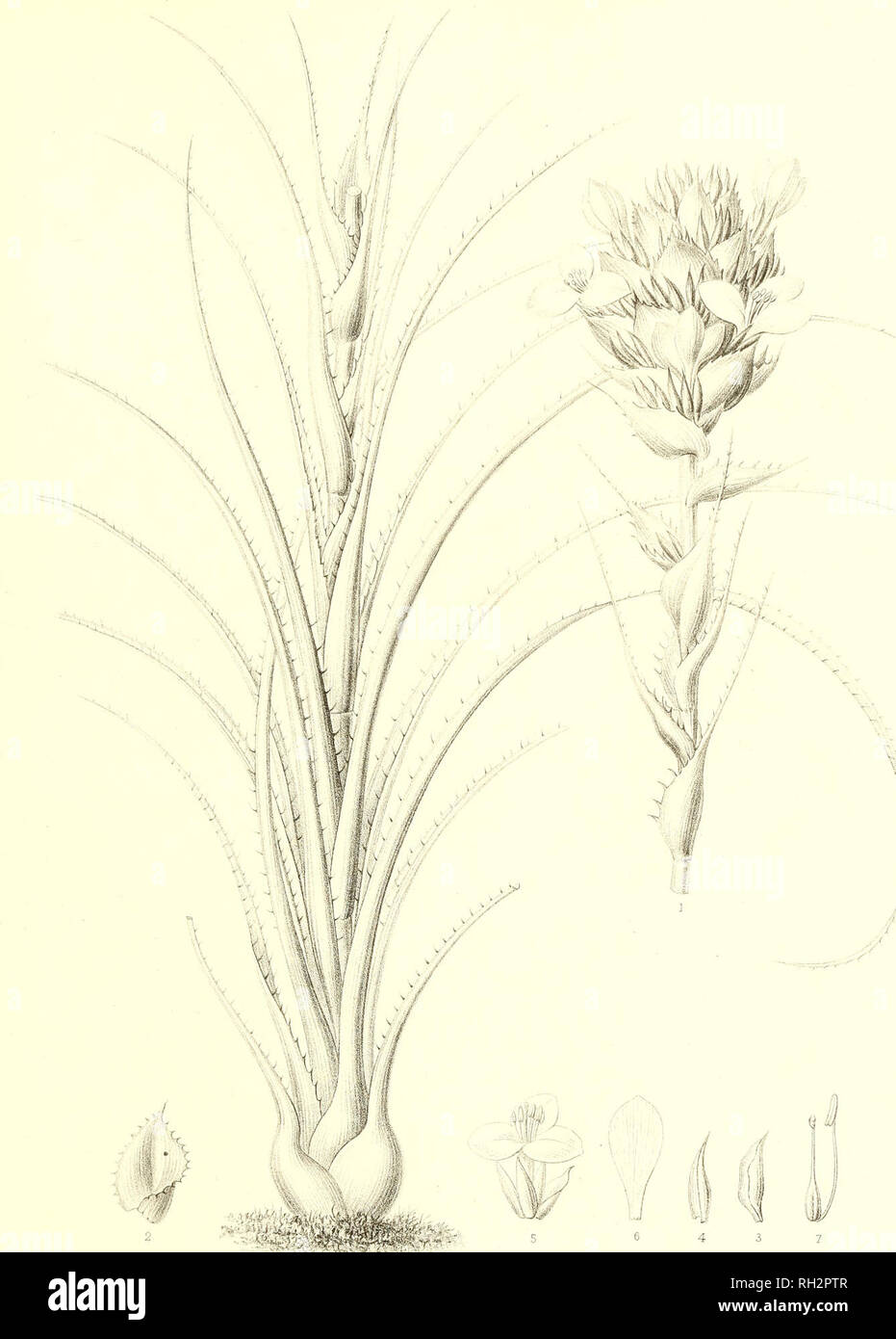 . Bromeliaceae andreanae : description et histoire des broméliacées récoltées dans la Colombie, l'Ecuador et le Venezuela. Bromeliaceae; Botany. BROMELIACEE ANDRE AN/E PL X. Em. Bruno, del G-.Severeyns, lith PUYA ERYNGIOIDES, Ed. André.. Please note that these images are extracted from scanned page images that may have been digitally enhanced for readability - coloration and appearance of these illustrations may not perfectly resemble the original work.. André, Edouard François, 1840-1911. Paris : Librairie Agricole Stock Photo