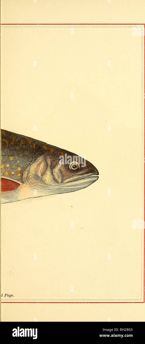 . Brook trout fishing. Oquossoc Angling Association; Trout fishing. . Please note that these images are extracted from scanned page images that may have been digitally enhanced for readability - coloration and appearance of these illustrations may not perfectly resemble the original work.. Allerton, Reuben G. [from old catalog]. New York, Printed by Perris &amp; Browne Stock Photo