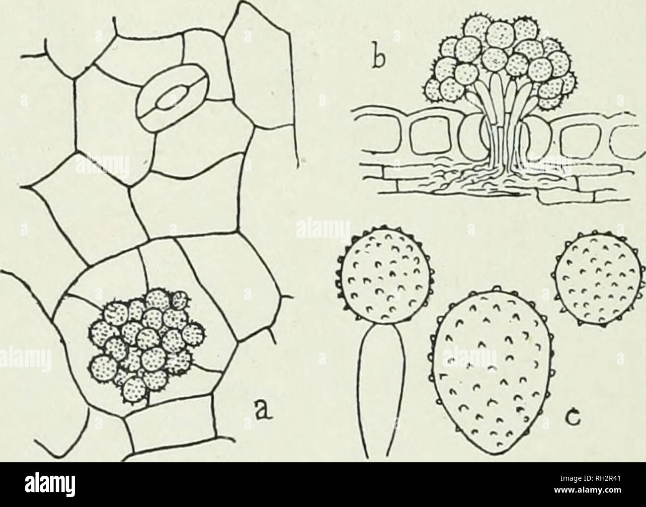 . The British rust fungi (Uredinales), their biology and classification. Uredineae. 382 HEMILEIA On leaves of Gattleya Dowiana Batem., imported from Costa Rica, 1899. (Fig. 285.) Only a small patch of Rust was present on the leaf when the plant was received from Costa Rica, but this continued to increase in size and the falling spores infected other leaves. The ui-edospores germinated readily, and young Gattleya leaves, inoculated on the under surface, produced mature uredospores in thirteen days. No success attended the efforts to infect other orchids, not belonging to the genus Gattleya. Thi Stock Photo