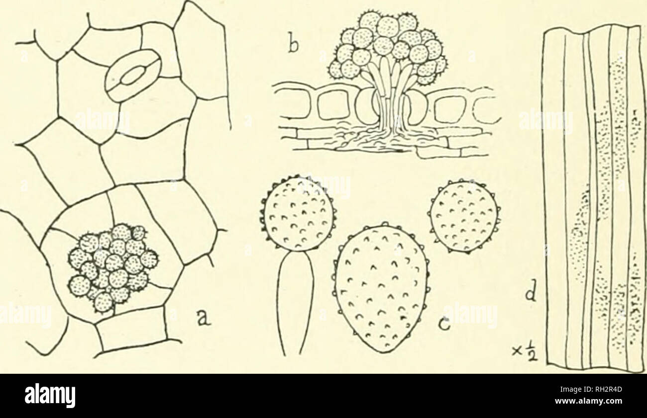 . The British rust fungi (Uredinales) their biology and classification. Rust fungi -- Great Britain. :*N2 11 KM 11.HI A ( &gt;n leaves of Cattlei/a Duiciunn IIjit&lt;-in., imported from Costa Rica, L899. (Fig. 285.) Only a small patch of IJust was present mi the leaf when the plant was received from Costa Rica, but this continued to increase in size and the tailing spores infected other leaves. The uredospores germinated readily, and young Cattleya leaves, inoculated on the under .surface, produced mature uredospores in thirteen days. No success attended the efforts to infect oilier orchids, n Stock Photo