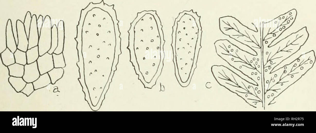 . The British rust fungi (Uredinales), their biology and classification. Uredineae. MILE.SINA 377 On Polijpodium valgare var. ser'ratuiH., Scotland, December, 1906 (C. H. Wright in Herb. Kew). On Polypodiwm vidgare, Dolgelly, May, 1918 (A. D. Cotton). (Fig. 281.) The genus Milesia is now dropped, because it was founded on an imperfect state which miglit belong to any one of several genera. 2. Milesina Blechni Sydow. Uredo Scolopendrii Fckl. ; Plowr. Ured. p. 256 p.p. Sacc. Syll. vii. 860 p.p. Melampsorella Blechni Sjd. Anna,]. Mycol. 1903, p. 537. Milesina Blechni Sydow in Mycoth. (rerra. no.  Stock Photo
