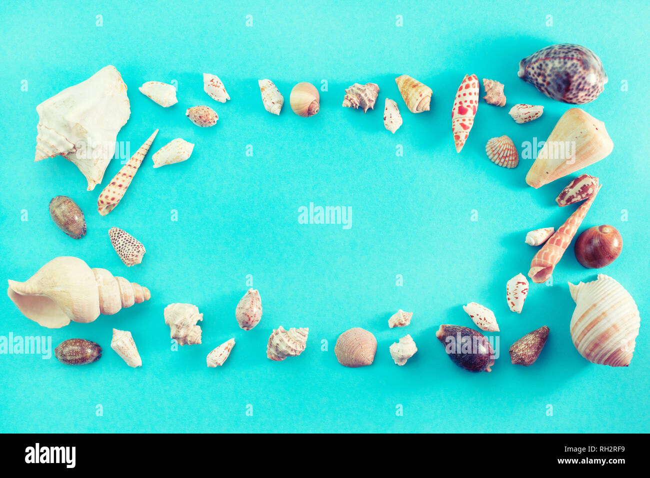 Different sea shells on blue background. Top view flat lay Stock Photo