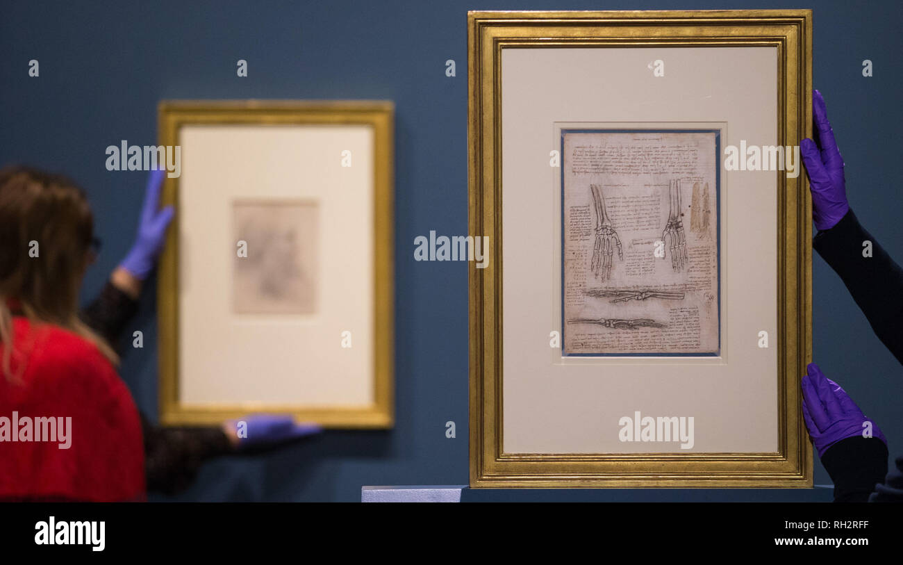 A gallery assistant adjusts 'The bones, muscles and tendons of the hand c.1510-11' (right) as 12 drawings by Leonardo da Vinci go on display at Birmingham Museum & Art Gallery ahead of the opening of an exhibition to mark the 500th anniversary of the Renaissance master's death. Stock Photo