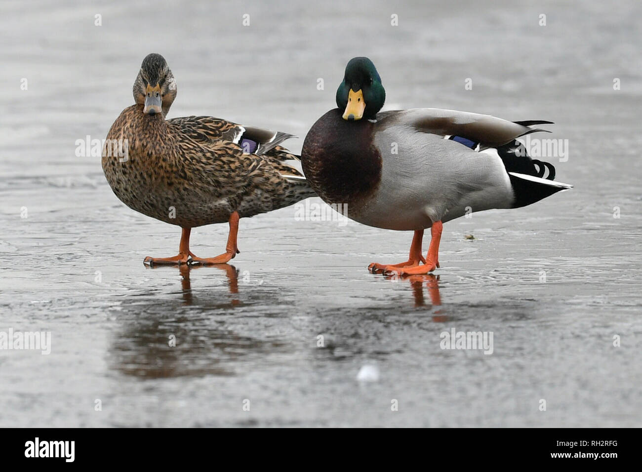 Ducks on a frozen near Merthyr Tydfil in Wales, after the UK had its coldest night of the winter so far as the cold snap continues to cause icy conditions across the country. Stock Photo