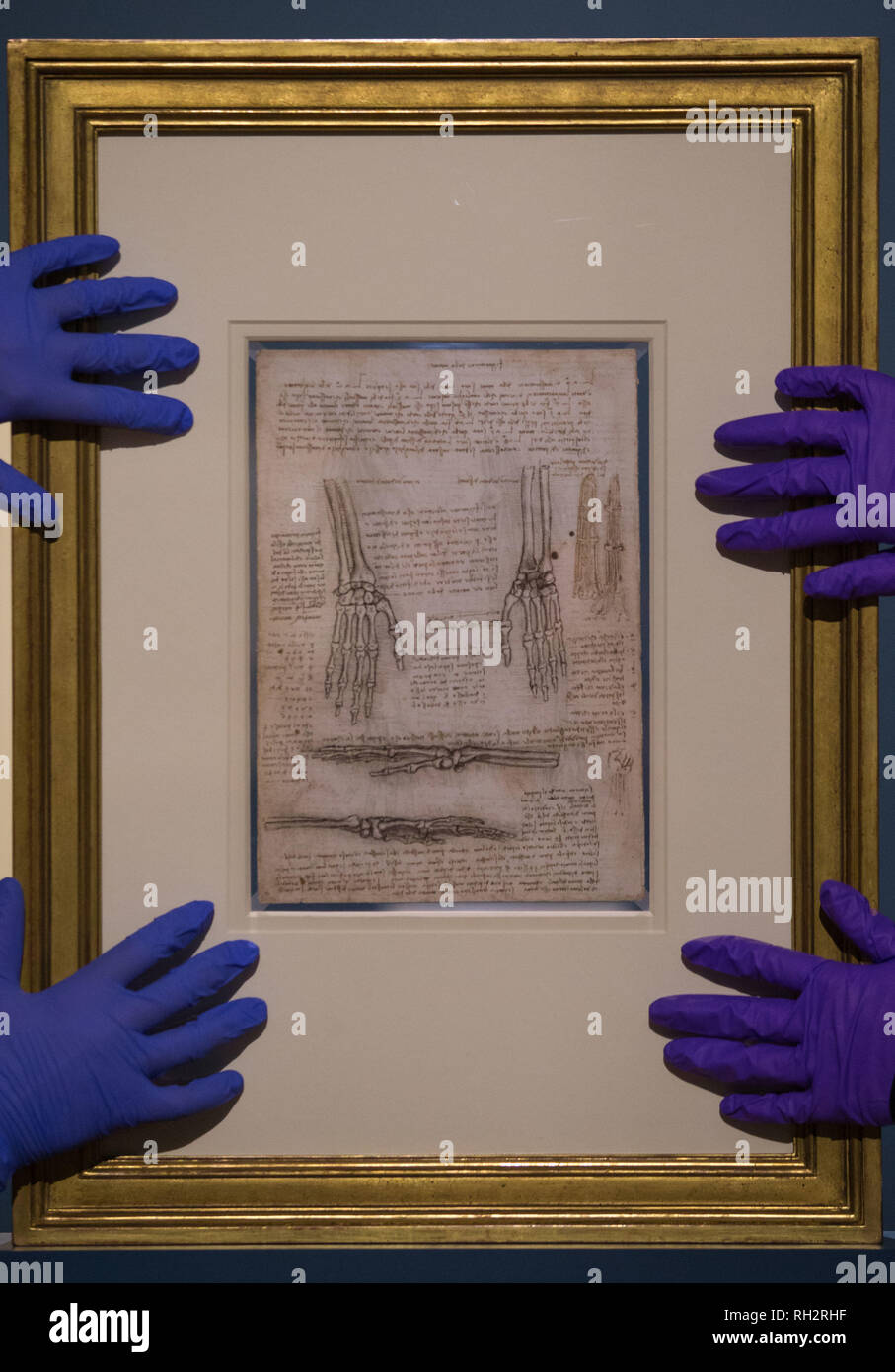 Two gallery assistants adjust 'The bones, muscles and tendons of the hand c.1510-11' as 12 drawings by Leonardo da Vinci go on display at Birmingham Museum & Art Gallery ahead of the opening of an exhibition to mark the 500th anniversary of the Renaissance master's death. Stock Photo