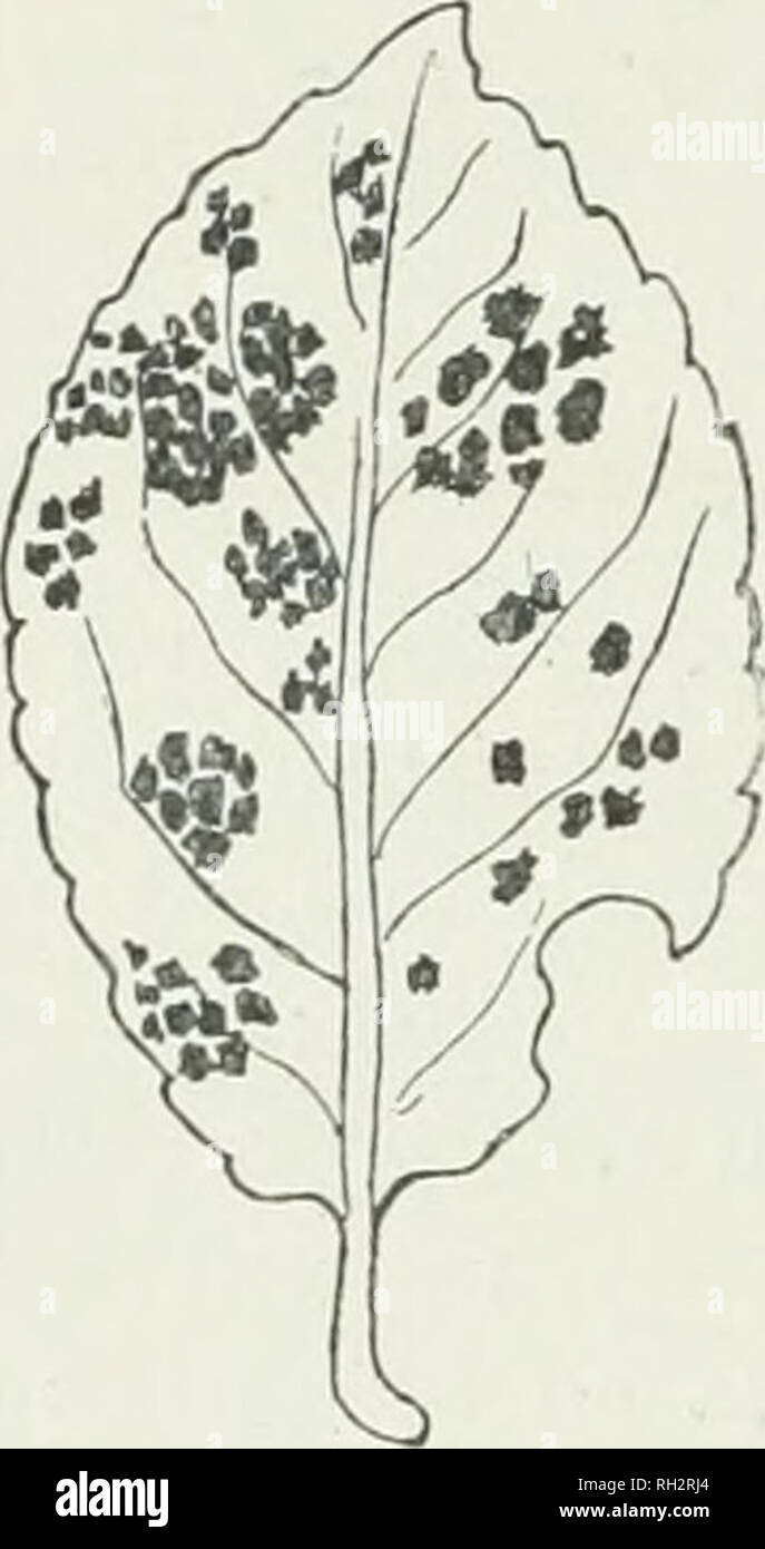 . The British rust fungi (Uredinales), their biology and classification. Uredineae. 340 MELAMPSORA pores; paraphyses capitate with a slender pedicel, thickened (up to 8 lu,) above, 50—70 x 18—25 fz. Teleutospores. Sori hypophyllous, covered by the epidermis, small, about I mm. diam., but united into groups bounded by the veins, brown with a tinge of bluish-grey; spots brown on the upper surface; spores irregularl}^ pris- matic, rounded at both ends, 25—40 X 7—13 /x ; epispore thin, clear-brown, scarcely thickened above, with a barely perceptible apical germ-pore. Cffiomata on Euonymus europaeu Stock Photo
