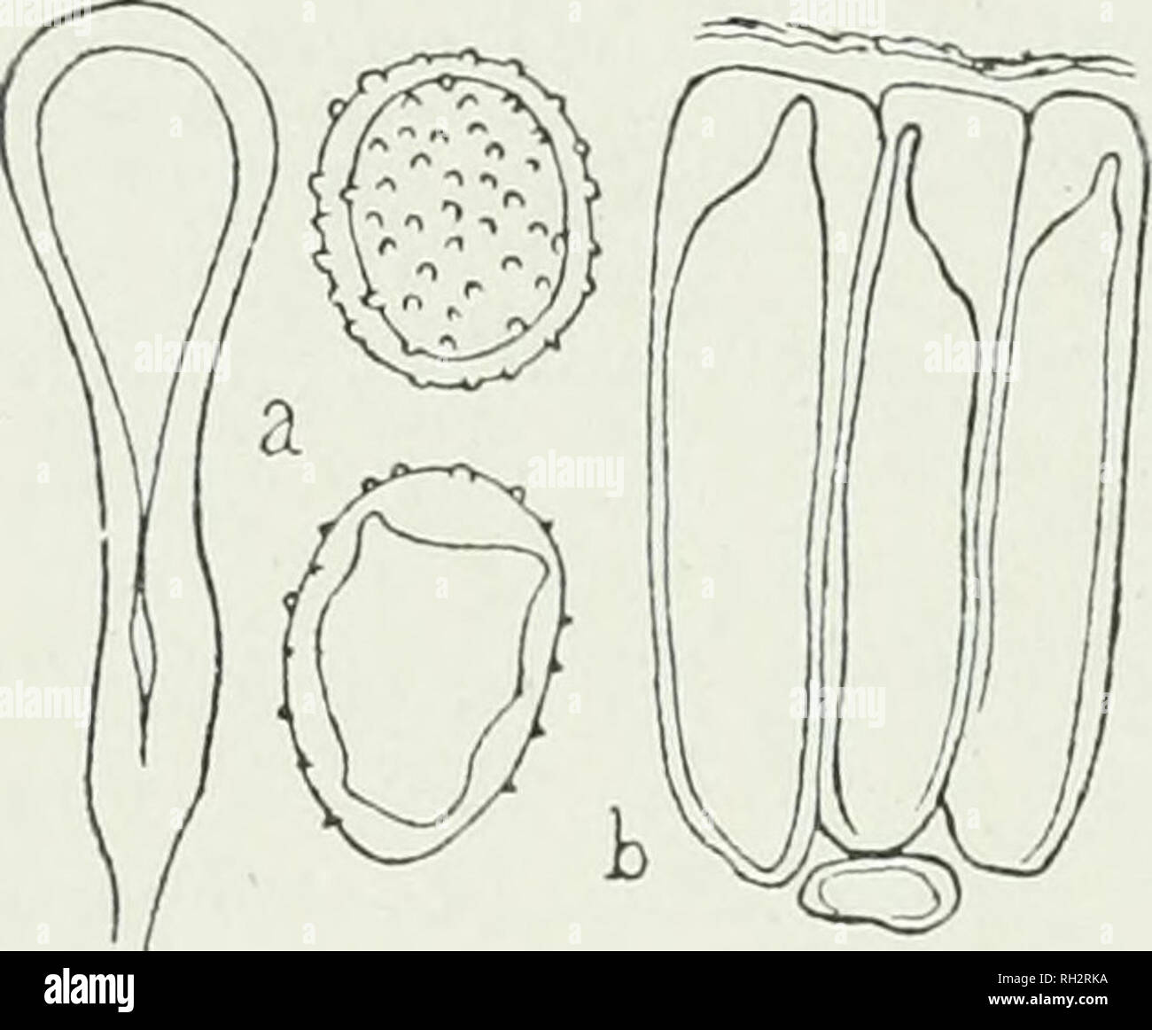 . The British rust fungi (Uredinales), their biology and classification. Uredineae. 338 MELAMPSORA 1. Melampsora Larici-Caprearum Kleb. Caeoma Laricis Plowr. Ured. p. 262 p.p. Melampsora salicina Lev. ; Cooke, Handb. p. 522 ; Micr. Fung. p. 219. M. farinosa Schrot. Flor. Scliles. iv. 360. Plowr. Ured. p. 238 p.p. (see note). M. Larici-GaprearuTii Kleb. in Forstl.-naturw. Zeitscbr. 1897, p. 469. Fischer, Ured. Schweiz, p. 483, f. 312. jEcidiospores. Caeomata minute, pale-orange; spores round- ish, oblong, or polygonal, 15—25x12—17//.; epispore up to 2/x thick, finely verruculose, with many thin Stock Photo