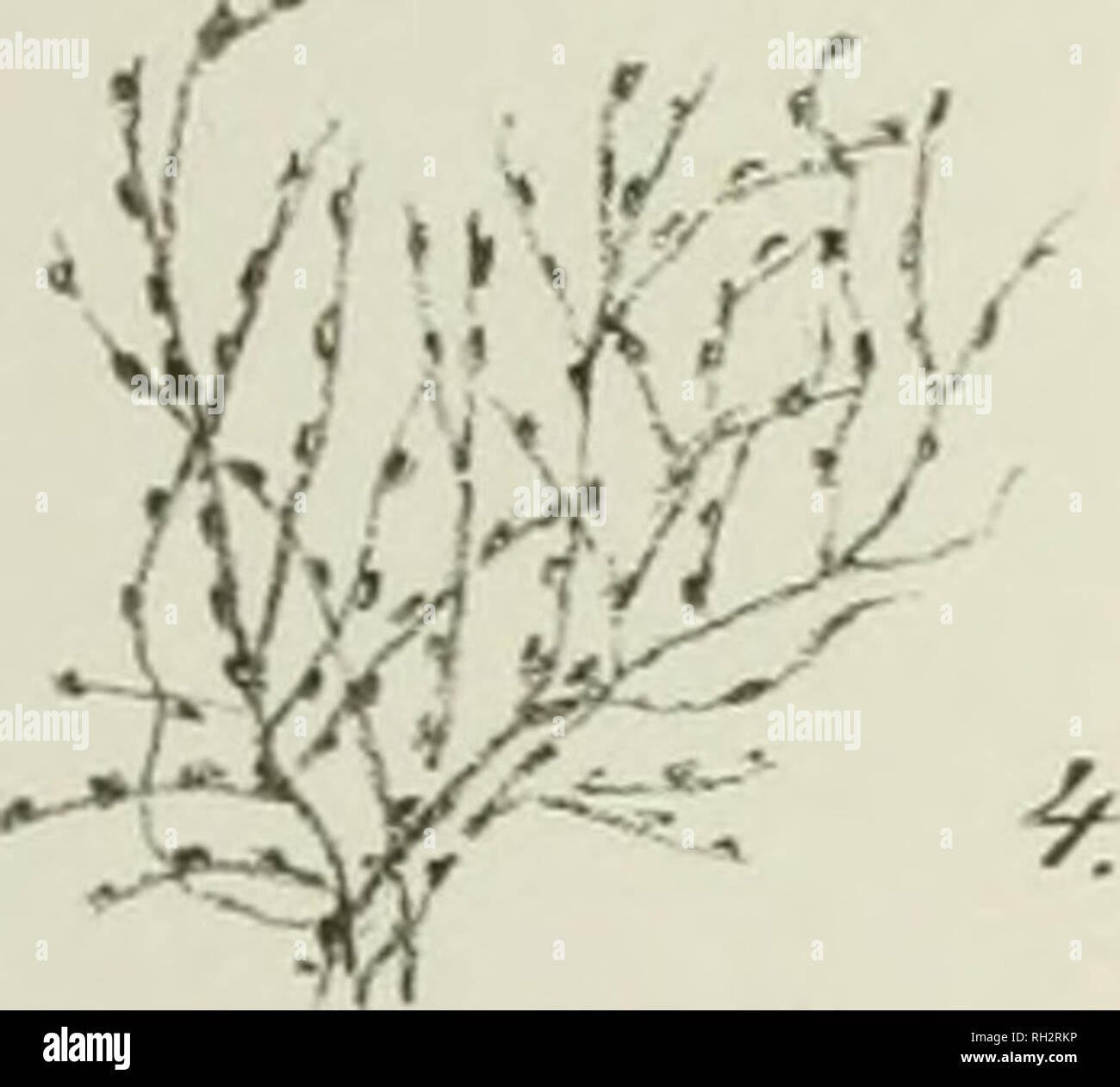 Zoophytes Stock Photos & Zoophytes Stock Images Alamy