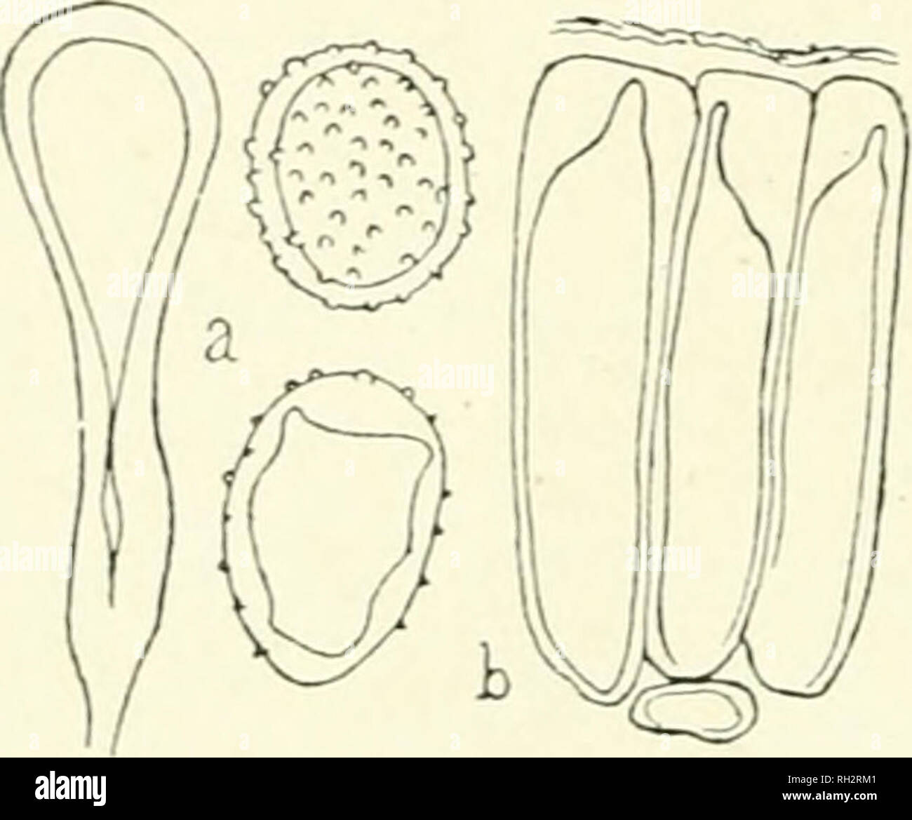 . The British rust fungi (Uredinales) their biology and classification. Rust fungi -- Great Britain. 338 MELAMPSORA 1. Melampsora Larici-Caprearum Kleb. Caeoma Laricis Plowr. Ored. p. 262 p.p. Melampsora salieina Lev. ; Cooke, Handb. p. &gt;±l ; Micr. Fung. ]&gt;. 219. M. farinosa Schrot. Flor. Settles, iv. 360. Plowr. CTred. p. 238 p.p. see oote . M. Larici-Caprearum Kleb. in ForstL-naturw. Zeitschr. lw:»7. &gt;. !';'•». Fischer, CTred. Schweiz, p. 183, f. 312. /Ecidiospores. Caeomata minute, pale-orange; spores round- ish, oblong, or polygonal, 15—25x12—17/^: epispore up to 2 fjb thick, fi Stock Photo
