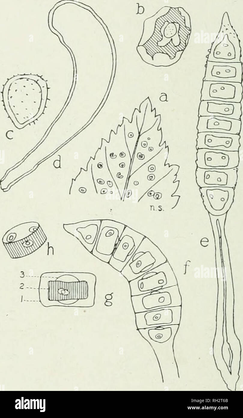 . The British rust fungi (Uredinales), their biology and classification. Uredineae. 298 PHRAGMIDIUM Phragmidium Rubi-Idaei Karst. Pnccinia Rahi-Idaei DC Flor. fr. vi. 54. Lecythea gyrosa Berk. ; Cooke, Micr. Fung. p. 222, pi. 8, f. 162—4. Phragmidium gracile Cooke, Handb. p. 491; Micr. Fung. p. 201, pi. 3, f. 42, 43 ; Grevillea, iii. 171, pi. 45, f. 9. P. Rubi-Idaei Karst. Myc. Fenn. iv. 52. Plowr. Ured. p. 226. Fischer, Ured. Schweiz, p. 420, f. 291. Sacc. Syll. vii. 748. Sydow, Monogr. iii. 146. Spennogones. Epiphyllous, in little groups, yellowish.. Fig. 2&quot;26. Ph. Eubl-Ichu'i. a, part  Stock Photo