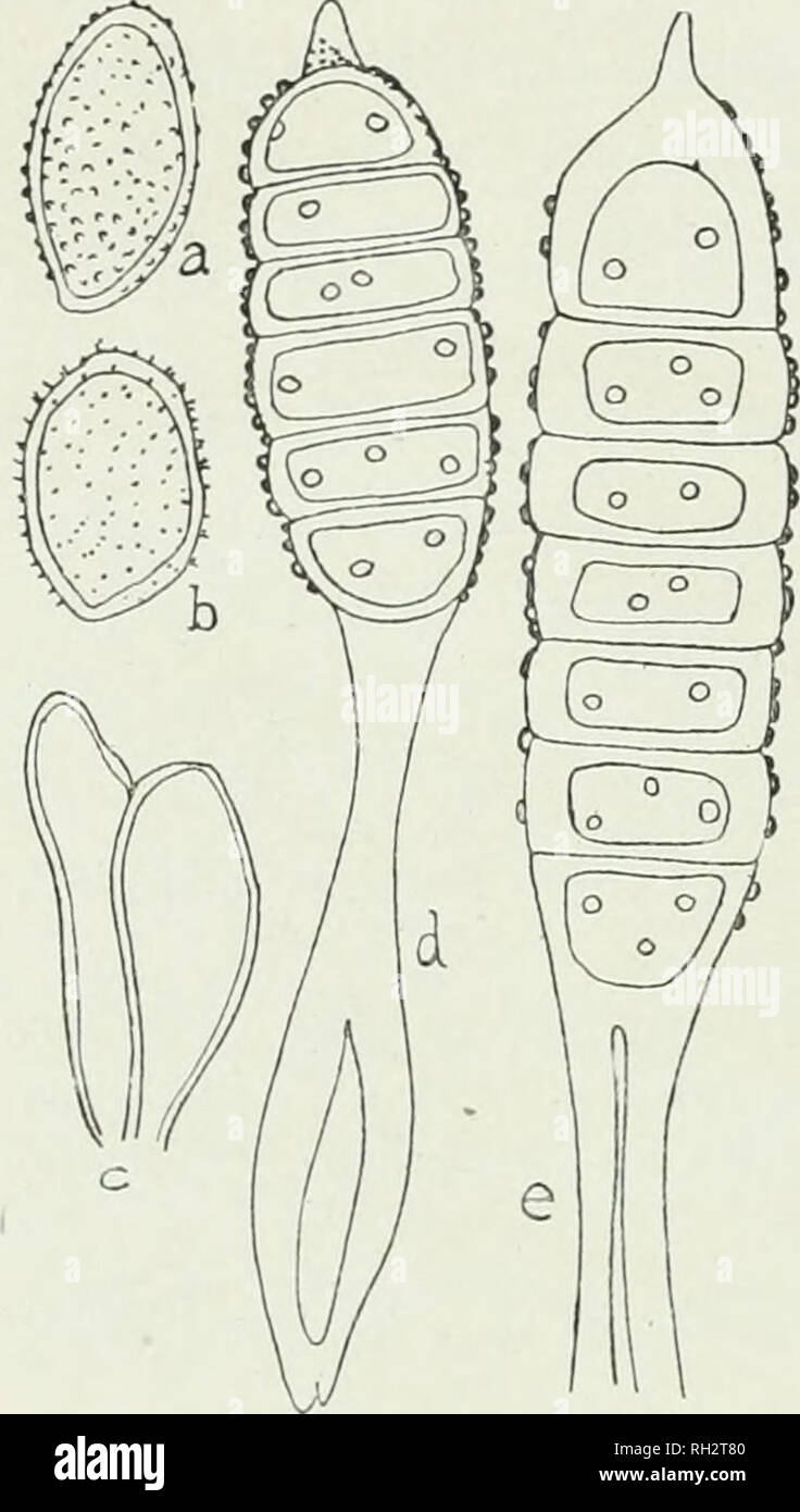 Rust Spores Structure . The British rust fungi (Uredinales), their biology and classification ...