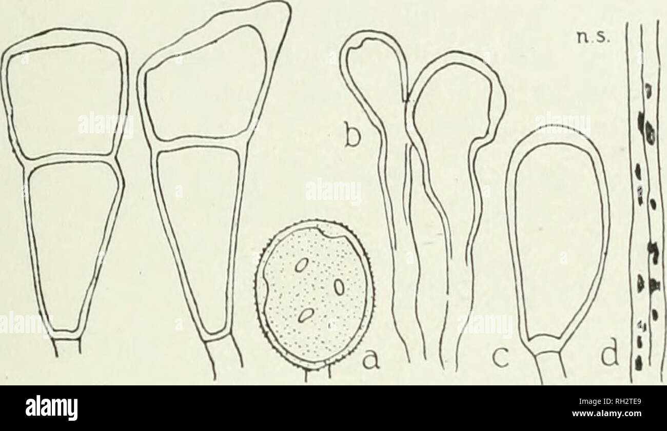 . The British rust fungi (Uredinales), their biology and classification. Uredineae. ON GRAMINE.*: 279 30—45x16—&quot;22jx; pedicels short, brownish, persistent; an occasional mesospore is found.. Fig. 211. P. Poarum. Teleutospores; a, iiredospore on P. nemoralis; b, para- jihyses with same; c, mesospore; &lt;/, teleuto-sori on P. 2}ratensis; e, typical teleuto-sori of Uromijces Poae, on the same. ^Ecidia on Tussilago Farfar-a, about May, June, and August, September, very common; uredo- and teleutospores on Poa annua, P. nemoralis, P. pratensis, P. trivialis, about July, August and October—Dece Stock Photo