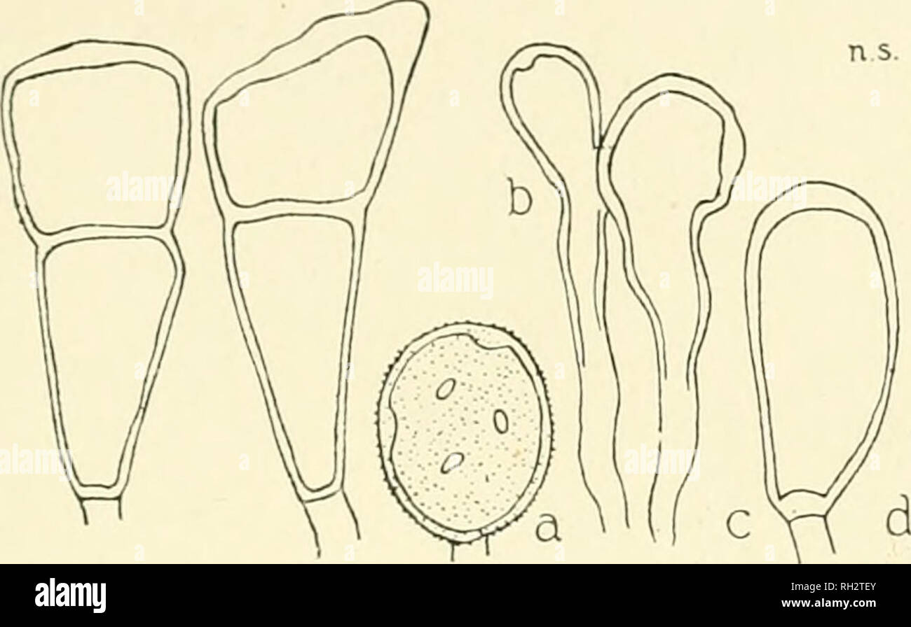 . The British rust fungi (Uredinales) their biology and classification. Rust fungi -- Great Britain. ON GRAMINE.E 279 30—45 x 16—22 /z ; pedicels short, brownish, persistent; an occasional mesospore is found.. Fig. 211. P. Poarum. Teleutospores; a, uredospore on P. nemoralis; h, para- physes with same; c, mesospore; rf, teleuto-sori on P. pratensis; e, typical teleuto-sori of Uromyces Poae, on the same. /Ecidia on Tussilago Farfara, about May, June, and August, September, very common; uredo- and teleutospores on Poa annua, P. nemoralis, P. pratensis, P. trivialis, about July, August and Octobe Stock Photo