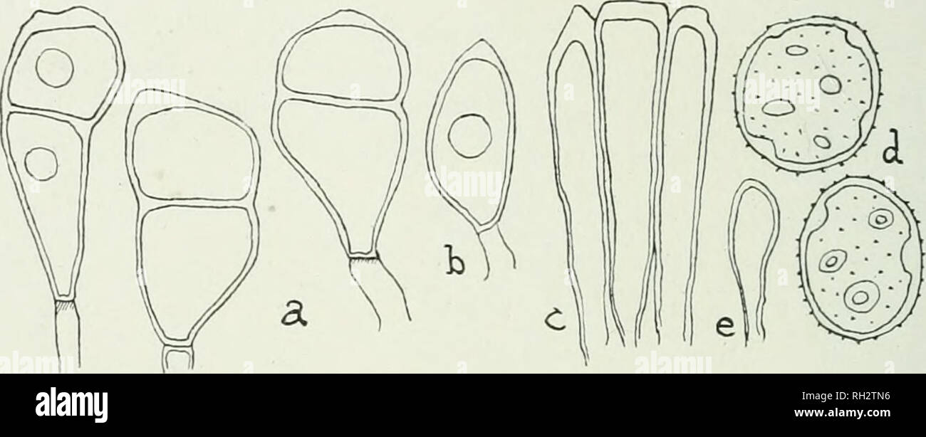 . The British rust fungi (Uredinales), their biology and classification. Uredineae. 262 PUCCINIA (2) PucciNiA BROMINA Erikss. Puccinia bromina Erikss. I.e. p. 271, pi. xii, f. 12—17. Sydow, Monogr. i. 712. McAlpine, Rusts of .Australia, p. llfi, pi. C, and fig. 28. P. Symphyti-Bromorvm F. Miill. Beihefte Bot. Centralbl. 1901, x. 201. Klebahn, I.e. p. 239. Fischer, Ured. Schwelz, p. 359, f. 262. P. dispersa Erikss. : Marshall Ward, Ann. Bot. 1902, xvi. 233; Annal. Mycol. 1903, p. 132. Freeman, Ann. Bot. ibid. p. 487. JEcidium Symphyti and ^^. Puhnonariae Thiim. Spermogones. Honey-eoloured. uEci Stock Photo