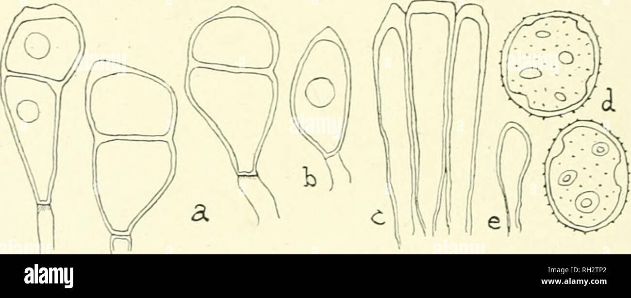 . The British rust fungi (Uredinales) their biology and classification. Rust fungi -- Great Britain. 262 PUCCINIA el) Puccinia bromina Erikss. Puccinia bromina Erikss. I.e. p. 271, pi. xii, f. 1:2 —17. Sydow, Monogr. i. TIi.'. McAlpine, Rusts of Australia, p. L16, pi. (', and fig. 28. /'. Symphyti-Bromorum F. Mull. Beihefte Bot. Centralbl. 1901, x. 201. Klebahn, I.e. p. 239. Fischer, Qred. Schweiz, p. 3&quot;&gt;!», f. 262. /'. dispersa Erikss.; Marshall Ward, Ann. Bot. L902, xvi. -I?,?,-, Annal. Mycol. 1903, p. 132. Freeman, Ann. Bot. ibid. p. 4N7. Mcidium Symphyti and M. Pulmonariae Thiim. S Stock Photo