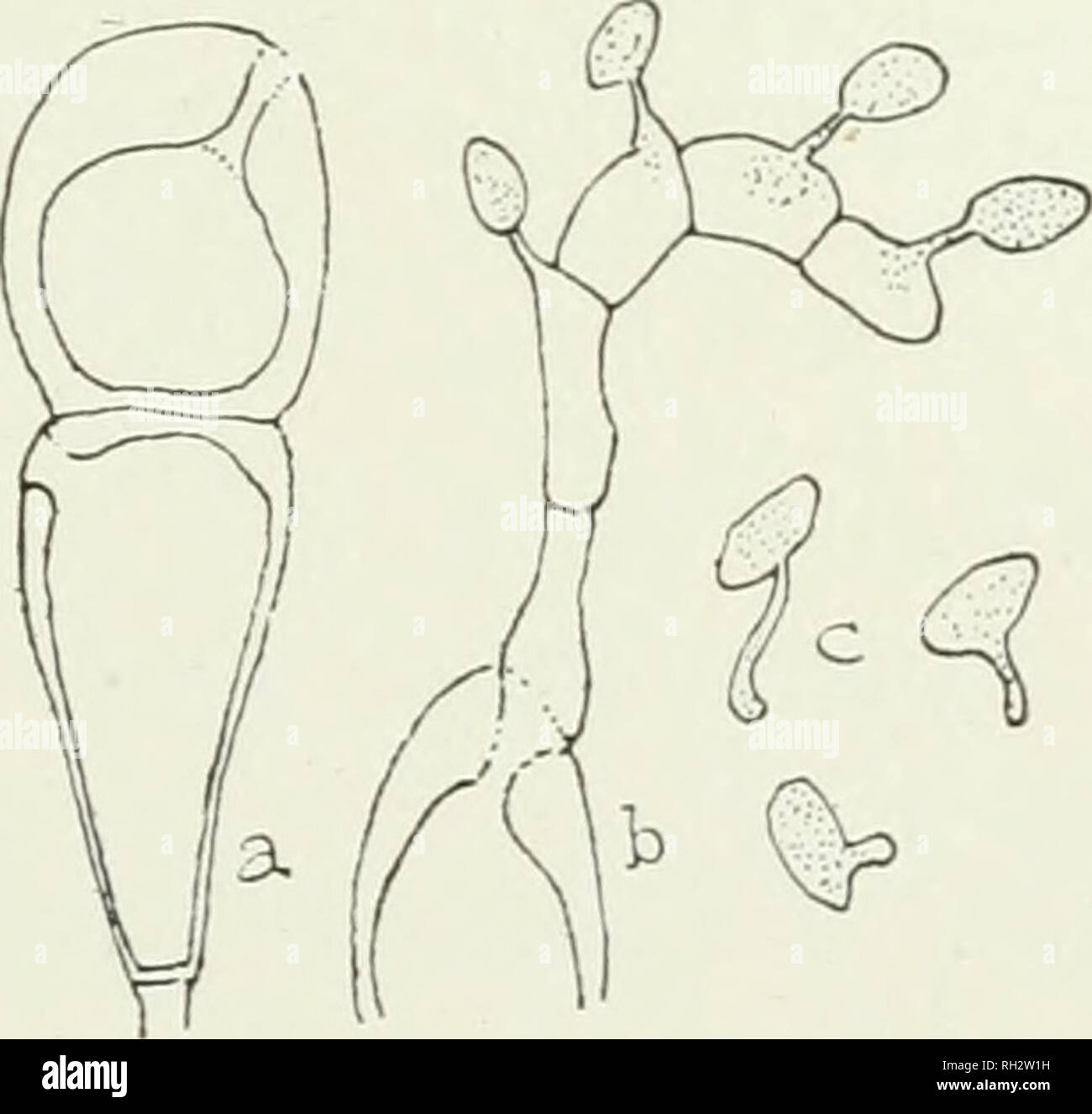 . The British rust fungi (Uredinales), their biology and classification. Uredineae. ON CYPERACEy}. PL p. 67. Cooke, Handb. p. 493 ; Micr. Fung. p. 203 p.p. Spermogones. Epiphyllous, in small clusters, honey-coloured. JEcidiospores. Mcidm hypophyllous or occasionally amphi- genous, often on the petioles and stems, on reddish, yellow or pur- plish spots, in dense clusters of various sizes which are often very large and cause great swelling and distortion on the stems, cup- shaped, with torn white recurved margin; spores verruculose, orange, 16—26x12—20 yti. Uredospores. Sori amphige-. nous, gene Stock Photo