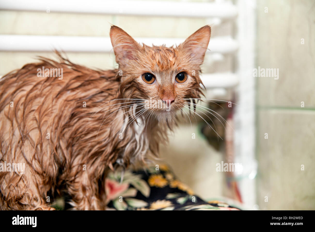 Cute wet cat after a bath. Kitten wrapped in a towel. Dissatisfied pet  after a bath Stock Photo - Alamy