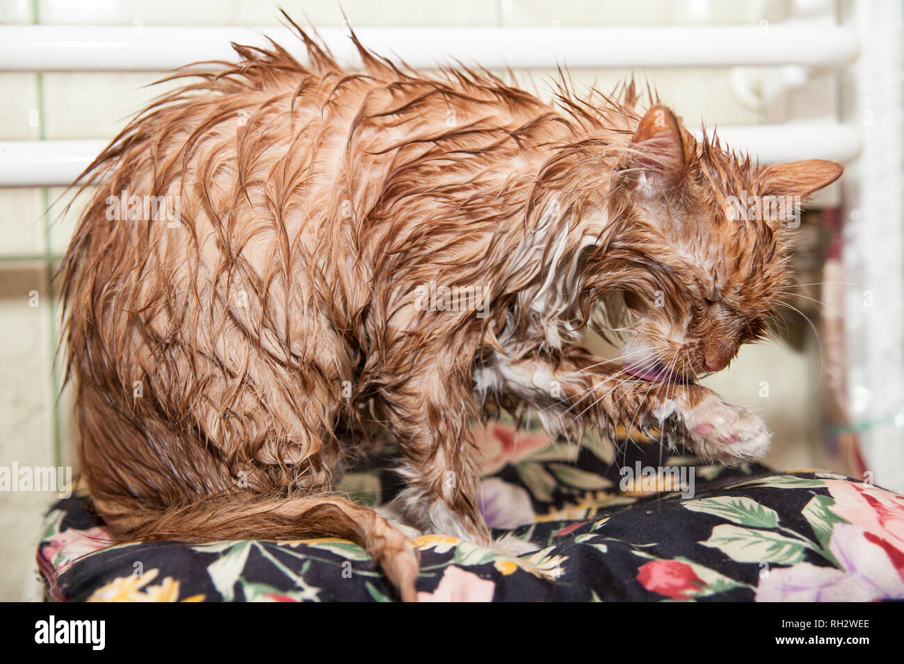 Cute wet cat after a bath. Kitten wrapped in a towel. Dissatisfied pet
