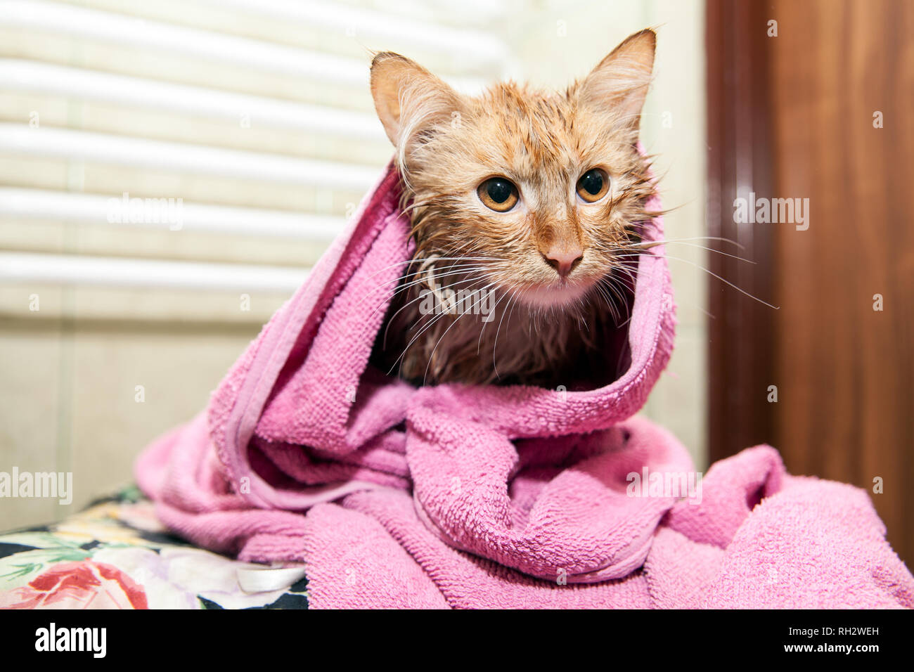 Cute wet cat after a bath. Kitten wrapped in a towel. Dissatisfied pet