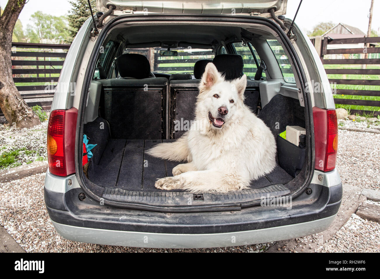 Big white Swiss Shepherd in the car. Carrying dog in the car. Travel with a  dog. Car trunk and dog Stock Photo - Alamy