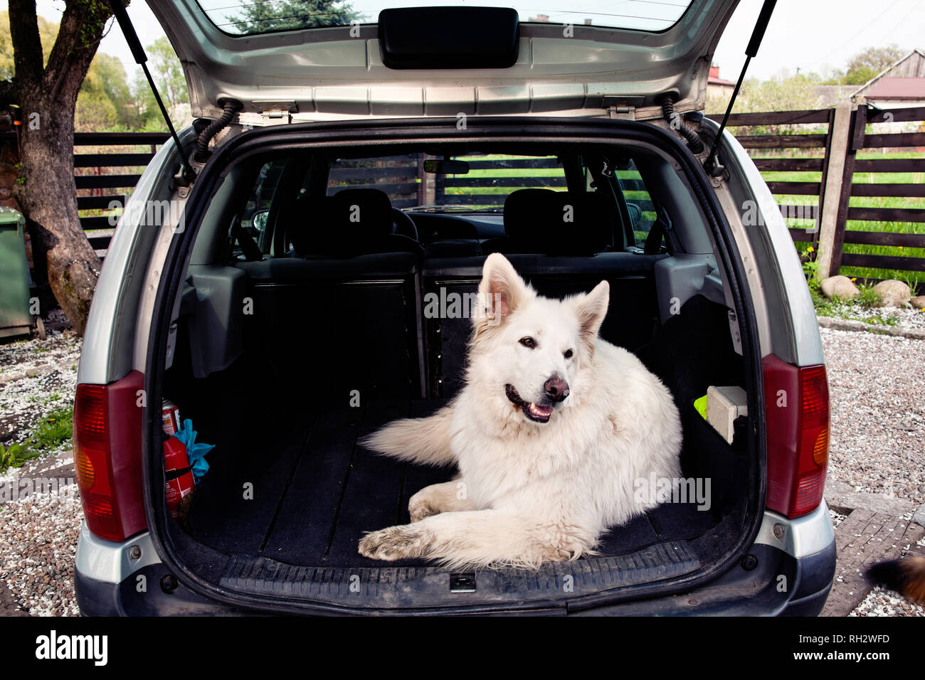 Big white Swiss Shepherd in the car. Carrying dog in the car. Travel