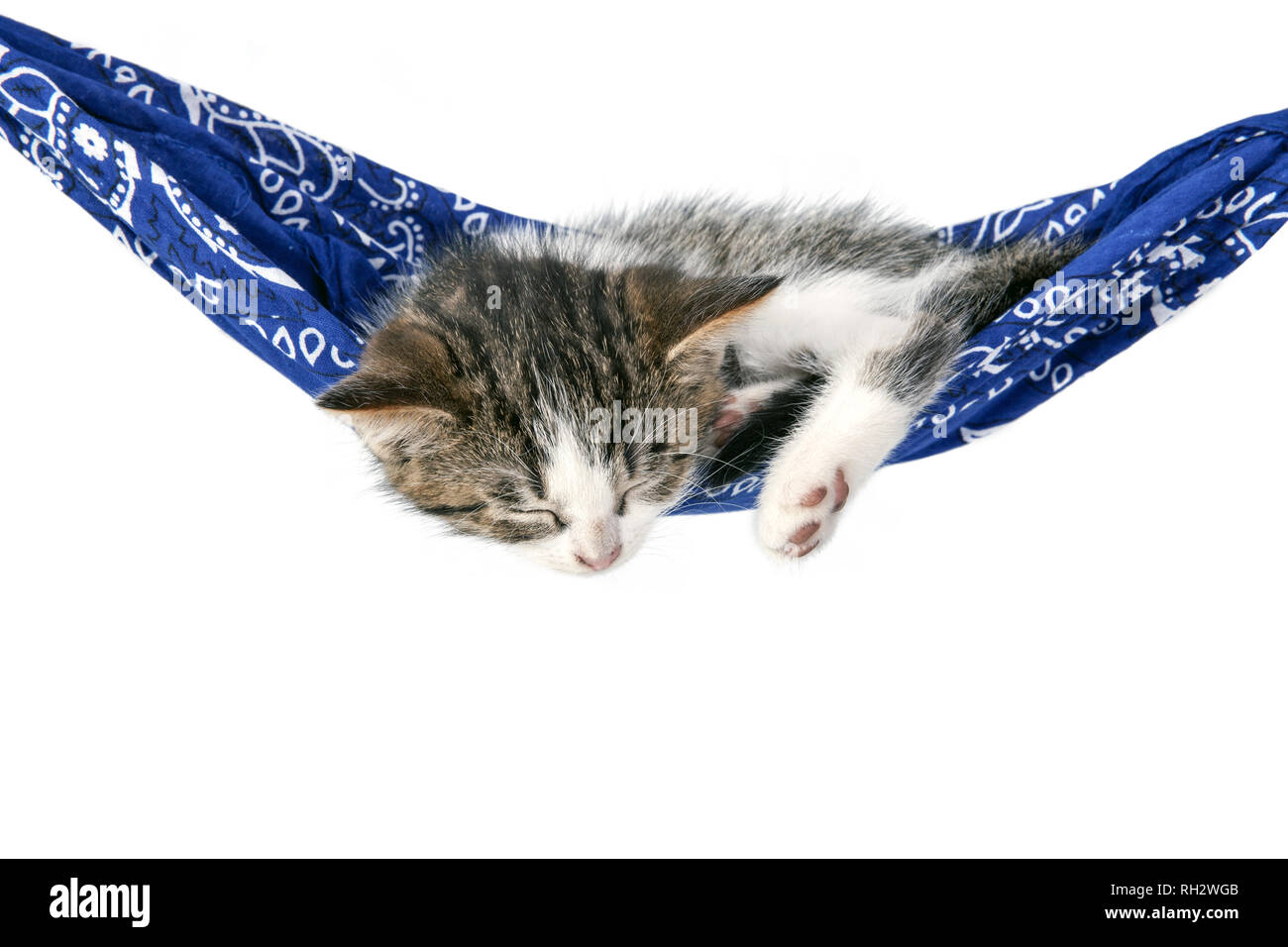 Little kitten sleeps on a hammock. Small cat sleeps sweetly as a small