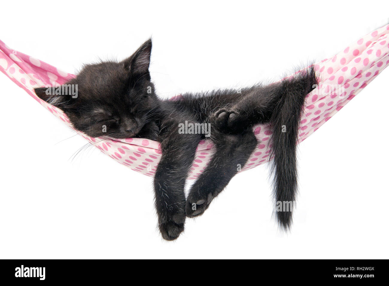 Little kitten sleeps on a coverlet. Small cat sleeps sweetly as a small