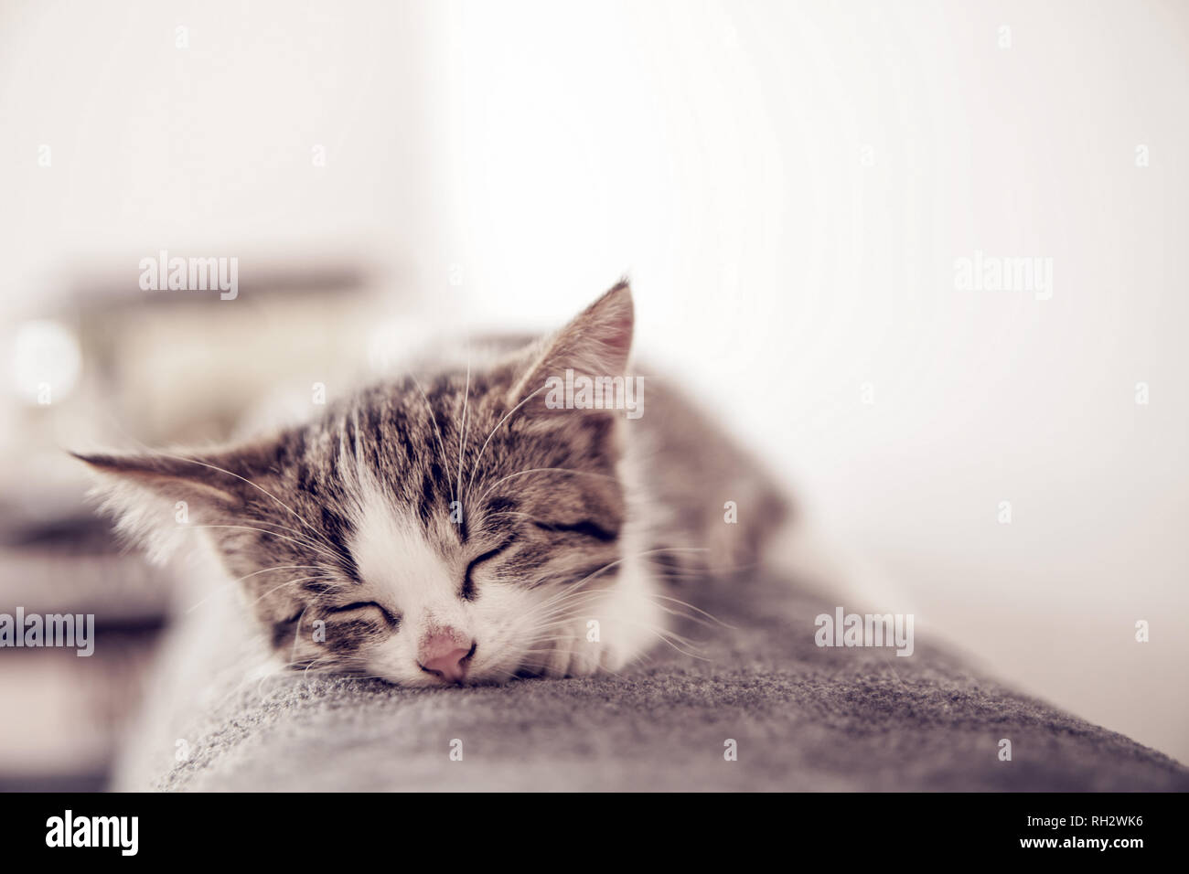 Little kitten sleeps on a coverlet. Small cat sleeps sweetly as a small