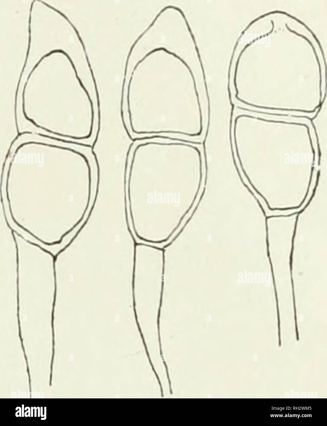 . The British rust fungi (Uredinales), their biology and classification. Uredineae. ON LABIATE 175 met with, viz. spores with three or more cells variously arranged. See Grove, Gardener's Chronicle, xxiv (1885), p. 180, f. 38. The mycelium is probably perennial. Distribution : Central and Western Europe. 47. Puccinia annularis Schlecht. Uredo annularis Strauss in Wetter. Ann. ii. 106. Puccinia anmdaris Schlecht. Flor. Berol. ii. 132 (1824). Plowr. Ured. p. 217. Sacc. Syll. vii. 689. Sydow, Monogr. i. 300. Fischer, Ured. Schweiz, p. 329, f. 240. P. Scorodoniae Link. Spec. ii. 72 (1825). Cooke,  Stock Photo