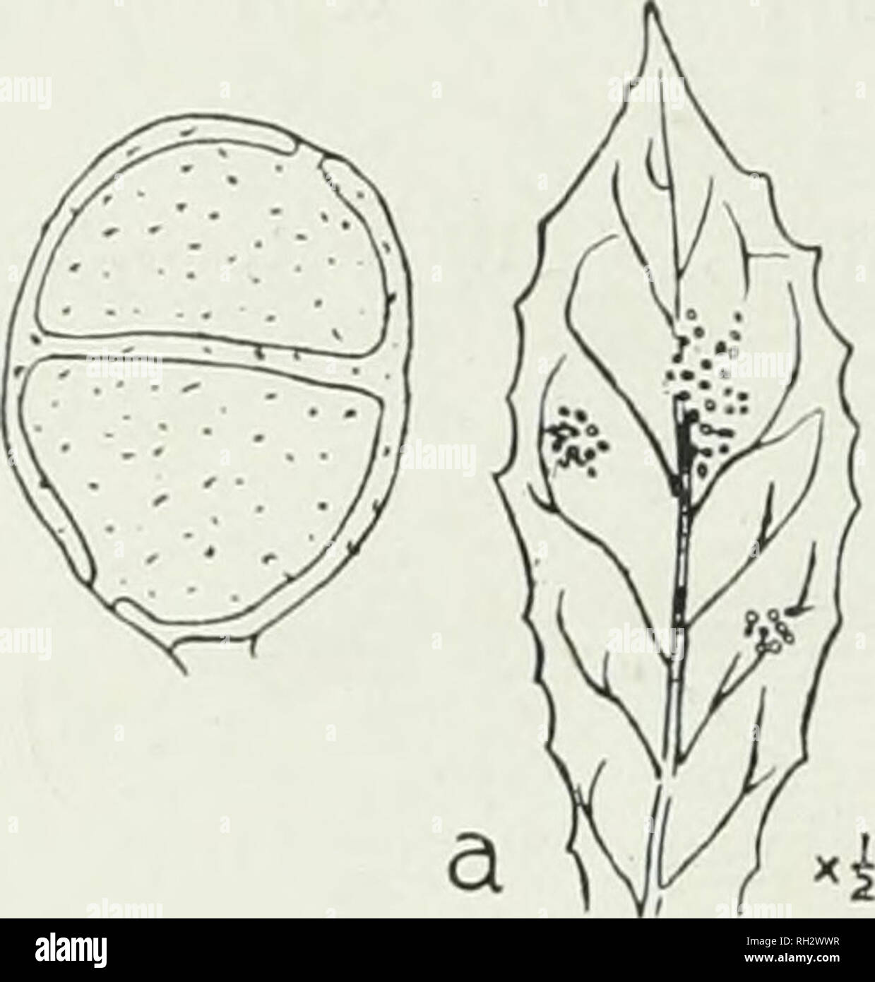 . The British rust fungi (Uredinales), their biology and classification. Uredineae. 158 PUCCINIA. Fig. 109. P. major. Te- leutospore, on C. palu- Uredospo7^es. Sori amphigenous, solitary, minute, cinnamon; spores subglobose to ovoid, distinctly echinulate, brownish, 24—30 x 21— 26yLt. Teleutospores. Sori chiefly hypo- phyllous, similar, but blackish-brown, standing singly, scattered over nearly the whole leaf-surface; spores ellipsoid to ovoid, rounded at both ends, not thickened above, hardly constricted, very delicately verruculose, chestnut- rfosrt ; a, ascidia on leaf of i oo ,io .. oo on  Stock Photo
