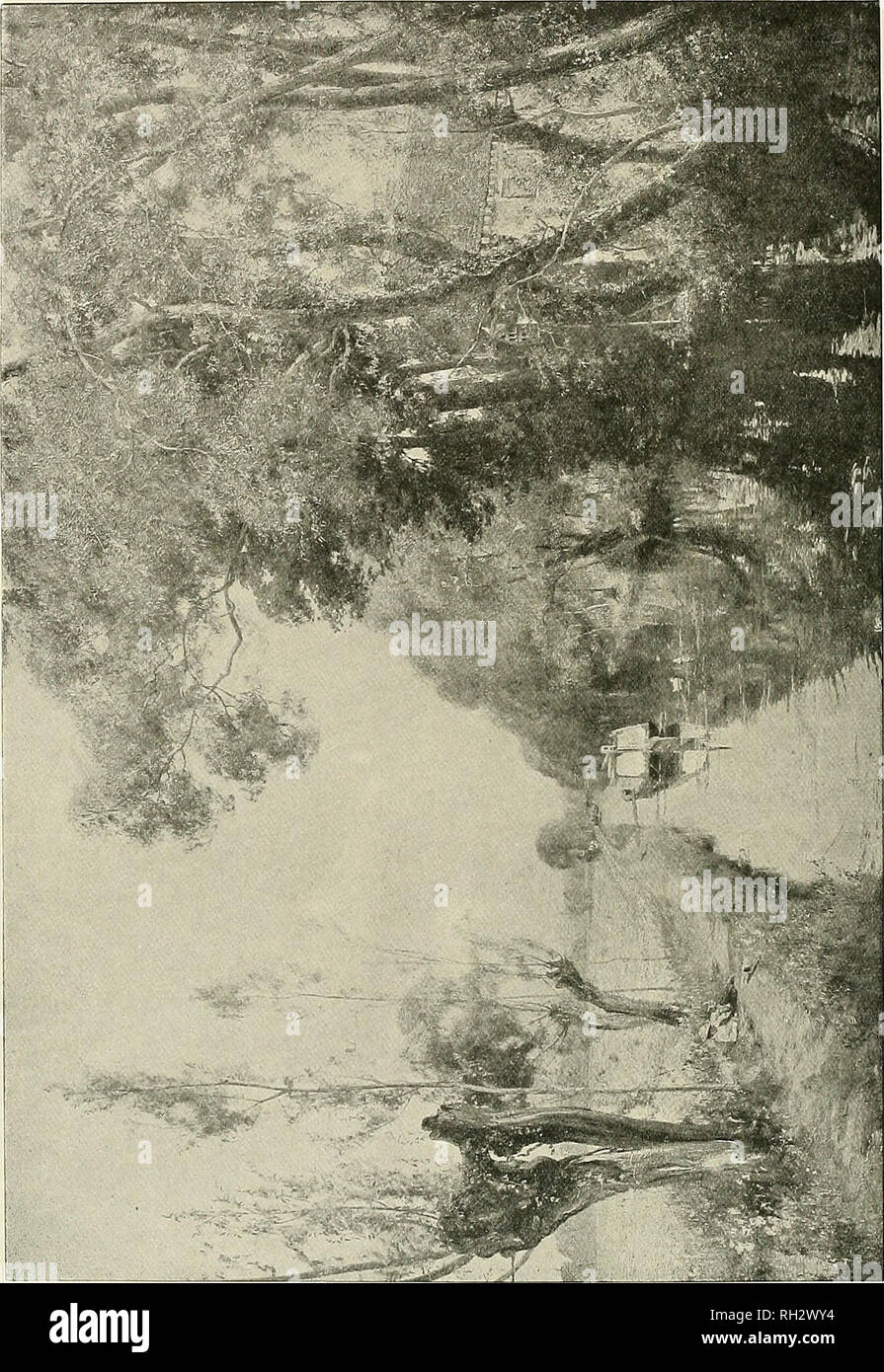 British Trees Trees O H A Q Lt Lt Lt Z Lt Q Z Lt F A Z Z A W H Please Note That These Images Are Extracted From Scanned