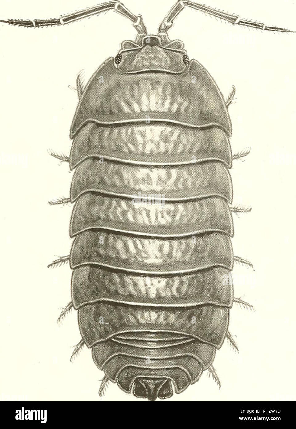 . The British woodlice, being a monograph of the terrestrial isopod Crustacea occurring in the British Islands. Crustacea -- Great Britain; Oniscidae; Anthropoda; Invertebrates. BRITISH WOODLICE. PLA TE XXII.. Armadillidium nasatum Budde-Luiid. Length, fifteen tnilliineires. Charles Siliem, del. ad nat. F. VV. Reader, sculpt.. Please note that these images are extracted from scanned page images that may have been digitally enhanced for readability - coloration and appearance of these illustrations may not perfectly resemble the original work.. Webb, Wilfred Mark, 1868-; Sillem, Charles. London Stock Photo