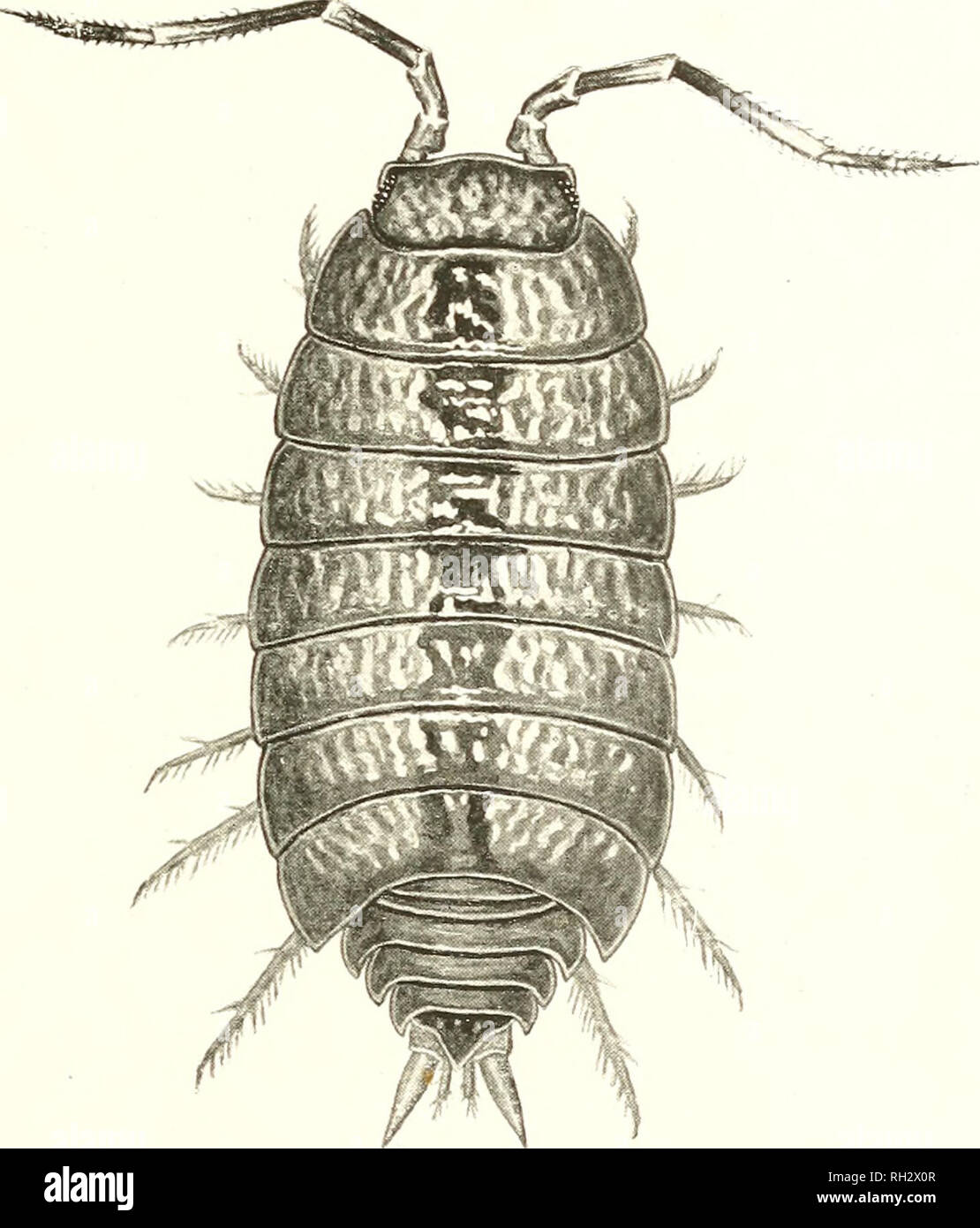 . The British woodlice, being a monograph of the terrestrial isopod Crustacea occurring in the British Islands. Crustacea -- Great Britain; Oniscidae; Anthropoda; Invertebrates. BlUTISH WOODLICE. PI.A TK XIX.. Metoponorthus pruinosus Brandt. Lcitgtli, uiiiL' iiiillinittiYS. Charles Silleiii del. ad nat. F. W. Reader, sculpt.. Please note that these images are extracted from scanned page images that may have been digitally enhanced for readability - coloration and appearance of these illustrations may not perfectly resemble the original work.. Webb, Wilfred Mark, 1868-; Sillem, Charles. London, Stock Photo