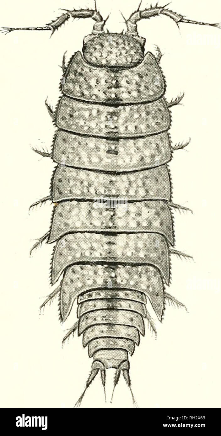 . The British woodlice, being a monograph of the terrestrial isopod Crustacea occurring in the British Islands. Crustacea -- Great Britain; Oniscidae; Anthropoda; Invertebrates. BRITISH WOODUCE.. TrichoniscoiDES albidus Budde-Lund. Length, four millimetres. Clmiles Sillem, del, ad iiat. F. VV. Readtr. sculpt.. Please note that these images are extracted from scanned page images that may have been digitally enhanced for readability - coloration and appearance of these illustrations may not perfectly resemble the original work.. Webb, Wilfred Mark, 1868-; Sillem, Charles. London, Duckworth &amp; Stock Photo