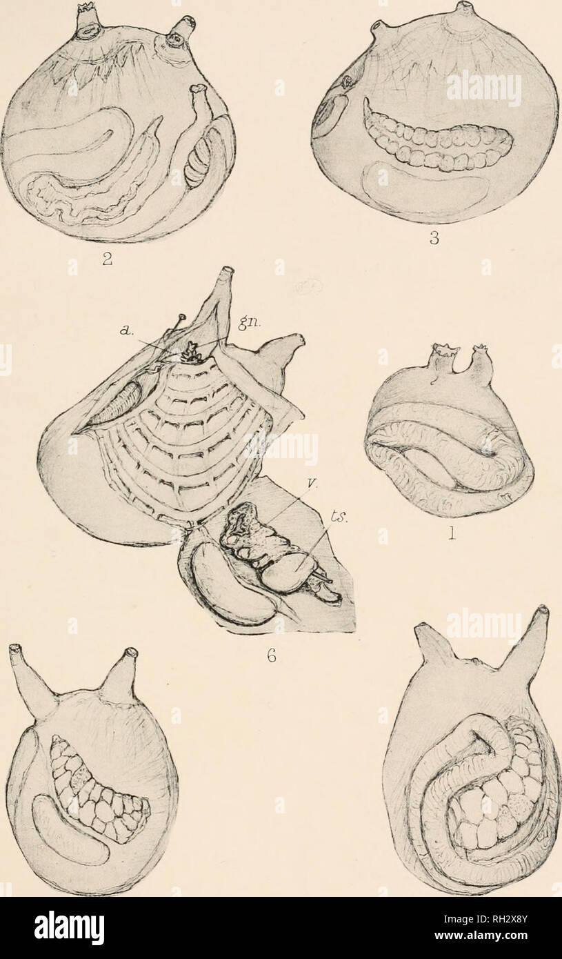 . The British Tunicata; an unfinished monograph. Sea squirts; Tunicata. PLATE. Please note that these images are extracted from scanned page images that may have been digitally enhanced for readability - coloration and appearance of these illustrations may not perfectly resemble the original work.. Alder, Joshua, 1792-1867; Hancock, Albany, 1806-1873; Hopkinson, John, 1844-1919; Norman, Alfred Merle, 1831-1918; Embleton, Dennis, 1810-1900. London, Printed for the Ray society Stock Photo