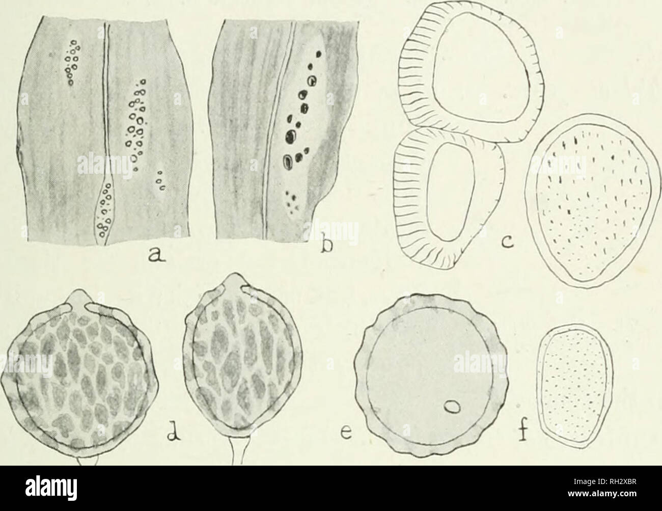 . The British rust fungi (Uredinales), their biology and classification. Uredineae. ON LILIACE/E 119 interrupted and anastomosing, brown, 28—44 x 22—30 /a ; epi- spore 2—3|/i thick ; pedicels hyaline, slender, deciduous.. Fig. 70. U. Lilii. a, leaf of Lilium candidum, with aeeidia; b, another, with teleuto-sori, nat. size; c, cells of peridium, in section and inner face-view; d, teleutospores ; e, teleutospore seen from above ; /, secidiospore, all x 600. On Lilium candidum. Kew Gardens; also at Birmingham, 1911-3 (C.W.Lowe). yEcidia in April, May; mature teleuto- spores from June. (Fig. 70.)  Stock Photo