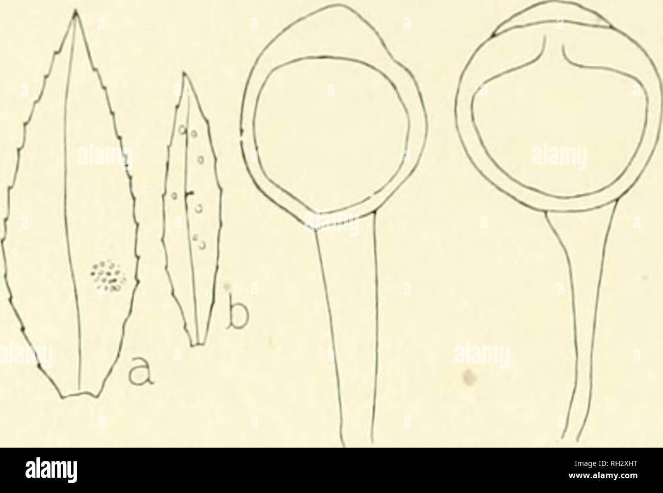 . The British rust fungi (Uredinales) their biology and classification. Rust fungi -- Great Britain. I 10 UROMYCES clusters, cup-shaped, whitish-yellow, with ;i torn revolute margin; spores densely and minutely verruculusr, yellowish I 5 -21 /j. diani.. Fig. 62. U. Behenis. a, secidia on early leaf. 1&gt;. secidia on later leaf, of S. in fid tn ; two teleutospores. Teleutospores. Sori hypophyllous and on the stems, often surrounding the secondary secidia, irregularly scattered, gre- garious or circinate, rounded or oblong, covered for a considerable time by the lead-coloured epidermis, rather  Stock Photo