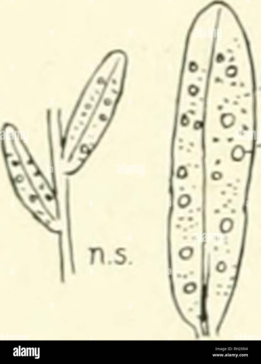 . The British rust fungi (Uredinales) their biology and classification. Rust fungi -- Great Britain. 00 UROMY&lt; ES. U. Pm Winter, Krypt Flor. i. L63. Cooke, Grevillea, vii. L35. Plowr. [Jred. p. 133. Sacc. S]]. vii. 542 p.p. Sydow, Monogr. ii. L24. Fischer, [Jred. Schweiz, p. 28, f. 22. Spermogones. Hypophyllous, numerous, scattered amongsl the a-cidia. /Ecidiospores. ^Ecidia distributed uniformly over the lower surface of the leaf, cup-shaped, with ;i while, torn, broadly revolute margin; spores densely and minutely verruculose, orange, 18—23 /x. irrcf/')sj)nre.s. Sori generally hypophyllo Stock Photo
