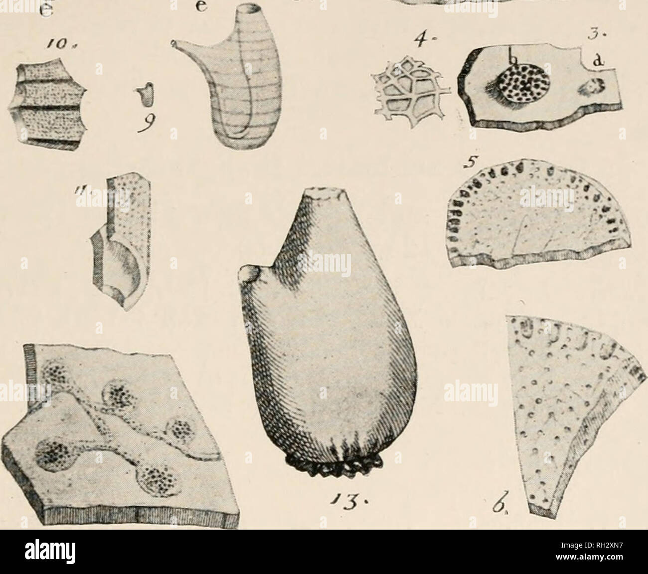 . The British Tunicata; an unfinished monograph. Sea squirts; Tunicata. rjrjj i T'... /a. IG. 115.—Structure of Botryllida). &quot;Botryllus stellatus&quot; Renier in 'Opusc. scelti Scienze.'xvi (1793),pi. i; PolycyclusRenieriLamarck in ' Mom. du Mas.' I (1815), p. 340. 1. A colony adhering- to two fronds of Zostera, natural size. 2. A system, enlarged, a, branchial apertures; b, common excretory orifice; e, individuals. 3. Part of the same, viewed from above, b, common excretory orifice; d, branchial aperture. 4. A portion of the net-like bottom of b, fi.i,f. 3, further enlarged. 5. Transvers Stock Photo