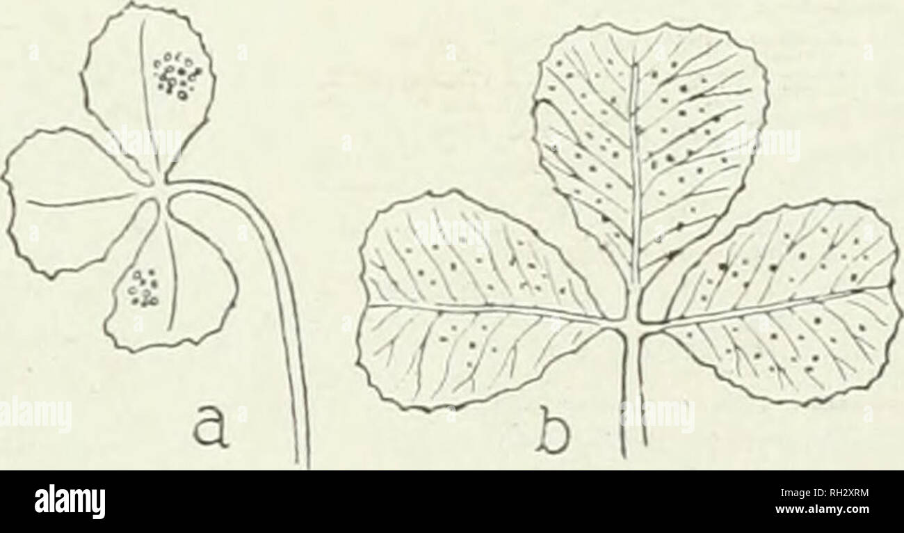 . The British rust fungi (Uredinales), their biology and classification. Uredineae. ON LEGUMINOS.'E 91 6, Uromyces Trifolii-repentis Liro. U. Trifolii-repentis Liro, Act. Hoc. Faun. Flor. Foiin. xxix. 15. Sydow, Monogr. ii. 131. Fischer, Ured. Schweiz, p. 23, f. 19. U. Trifolii Plowr. Ured. p. 124 p.p. Sacc. Syll. vii. 534 p.p. McAlpine, Rusts of Australia, p. 97, f. 142, &amp; pi. G, f. 32. Trichohasis fallens Cooke, ^licr. Fung. p. 226 p.p. Pnccinia fallens Cooke, Handb. p. 508 2&gt;.p. Nigredo Trifolii Arthur, N. Amer. Fl. vii. 255. SpevDiogones. Epiphyllous, honey-coloured, forming minute  Stock Photo