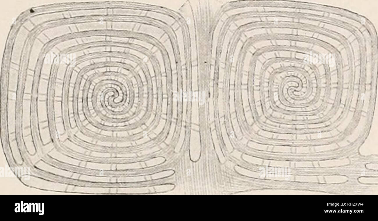 Transverse meshes hi-res stock photography and images - Alamy