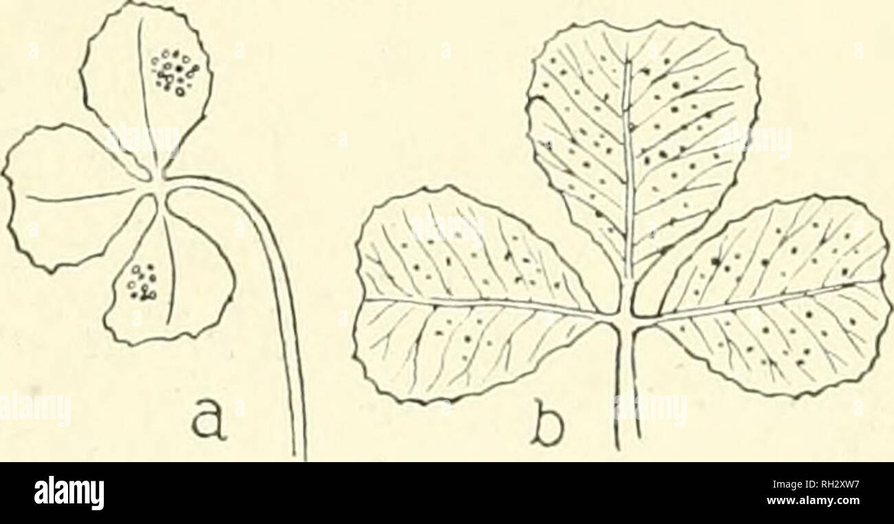 . The British rust fungi (Uredinales) their biology and classification. Rust fungi -- Great Britain. ON LEGUMIXOS/E 91 (!. Uromyces Trifolii-repentis Liro. U. Trifolii-repentis Liro, Act. Soc. Faun. Flor. Fenn. xxix. 15. Sydow, Monogr. ii. 131. Fischer, Ured. Schweiz, p. 23, f. 19. U. Trifolii Plowr. Ured. p. 124 p.p. Sacc. Syll. vii. 534 p.p. McAlpine, Rusts of Australia, p. 97, f. 142, &amp; pi. G, f. 32. Trichobasis fallens Cooke, Micr. Fung. p. 226 p.p. Puccinia fallens Cooke, Handb. p. 508 p.p. Nigredo Trifolii Arthur, N. Amer. Fl. vii. 255. Spermogones. Epiphyllous, honey-coloured, formi Stock Photo