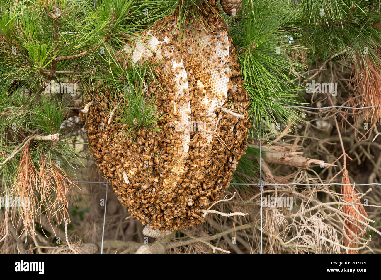 Natural Behive On A Pine Tree New Zealand Stock Photo Alamy