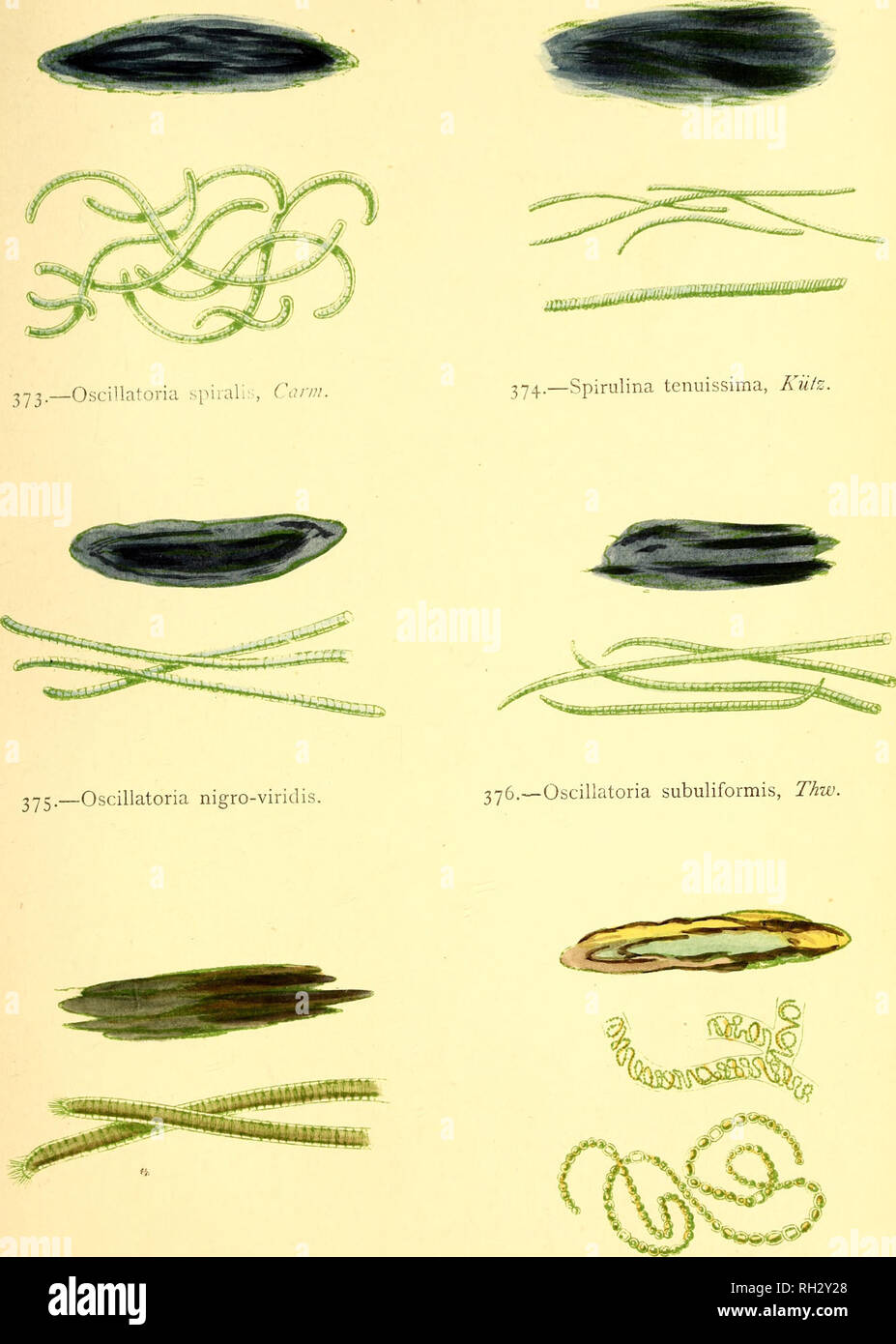 . British sea-weeds : drawn from Professor Harvey's &quot;Phycologia Britannica&quot; .... Marine algae. Plate LXXIX..  Oscillatoria insignis, Thiv. ^ 378.Monormia intricata, Berk.. Please note that these images are extracted from scanned page images that may have been digitally enhanced for readability - coloration and appearance of these illustrations may not perfectly resemble the original work.. Gatty, Alfred, Mrs. , 1809-1873; Harvey, William H. (William Henry), 1811-1866. Phycologia britannica. London : Bell and Daldy Stock Photo
