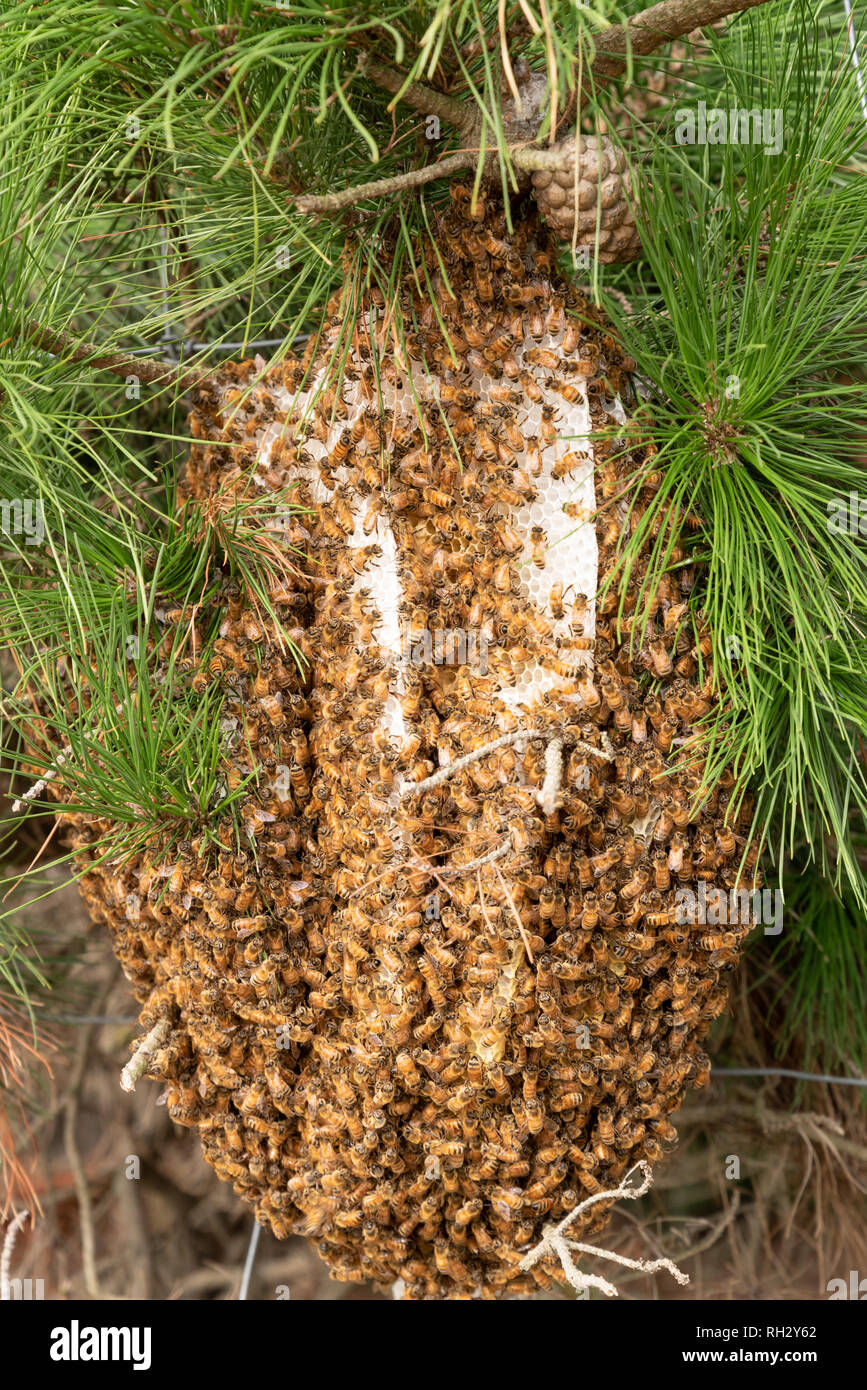 Natural Behive On A Pine Tree New Zealand Stock Photo Alamy