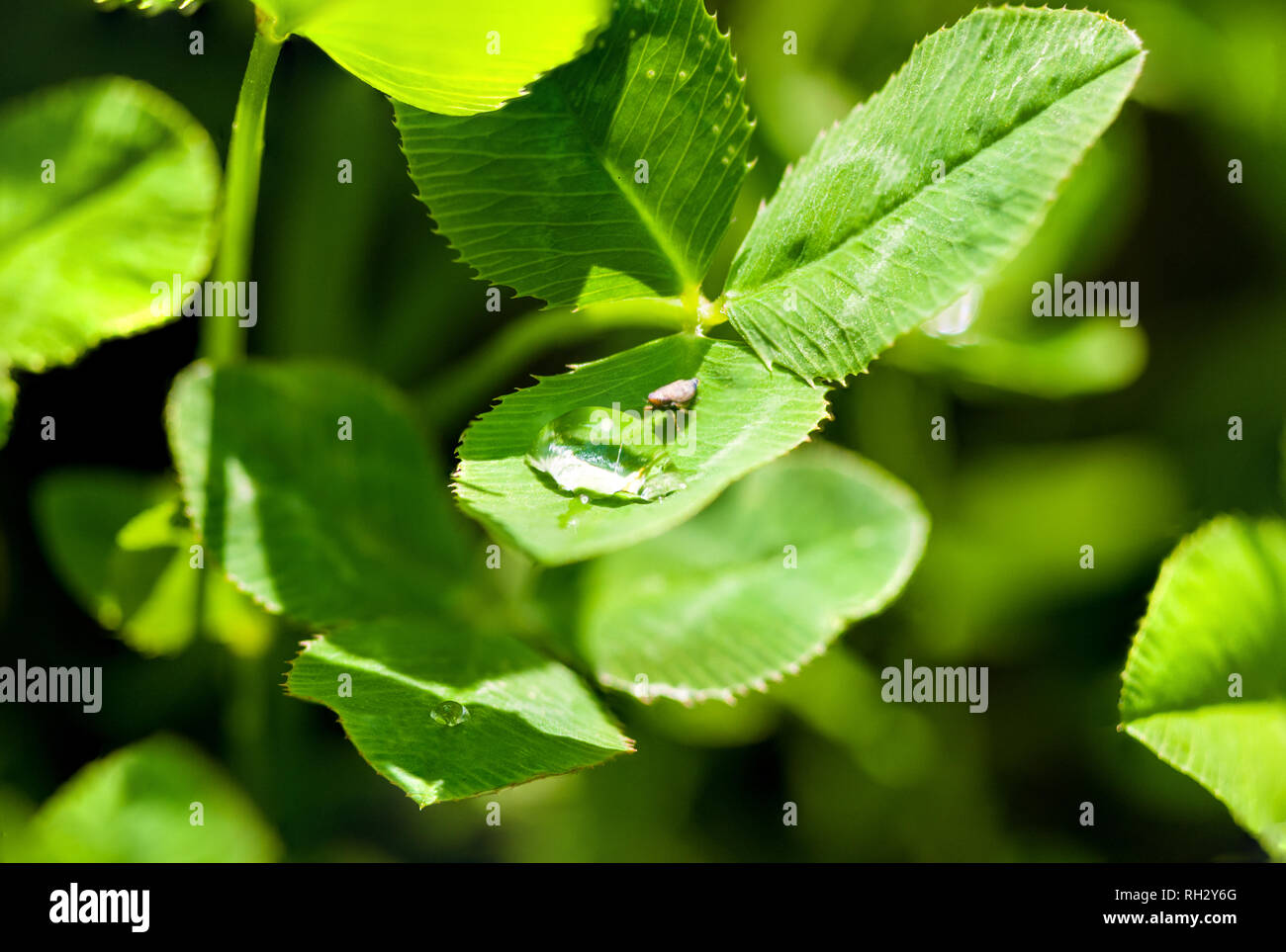 Bug drinking from a drop of water on the green grass after the rain ...