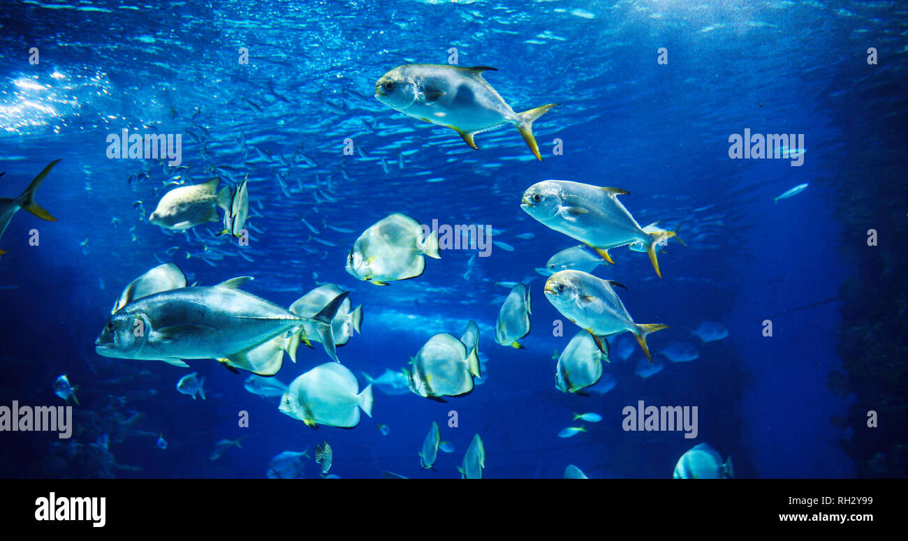 Picture of group of fish swimming underwater Stock Photo